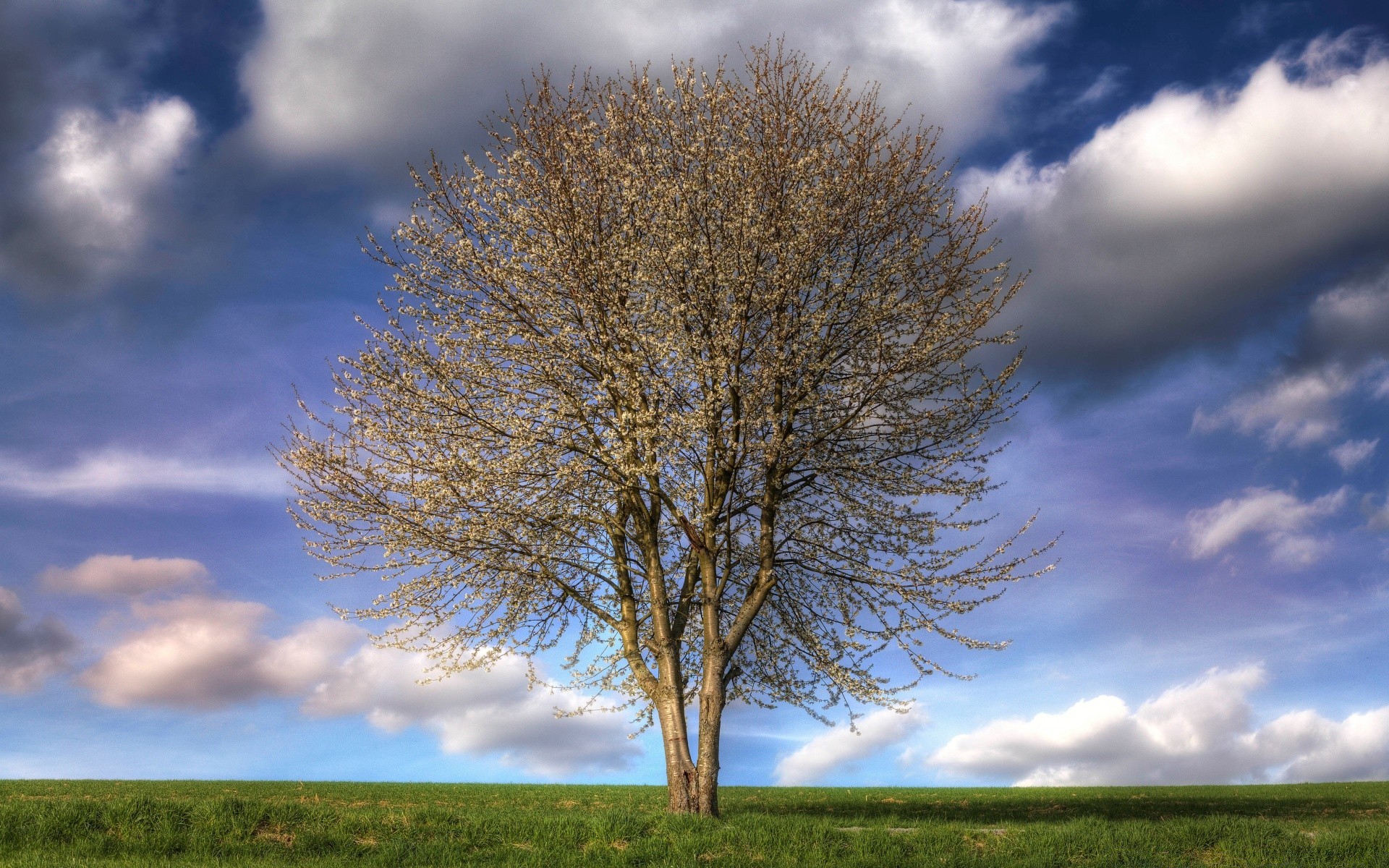 spring landscape rural tree countryside nature sky sun dawn grass fair weather fall wood outdoors bright country weather alone leaf season