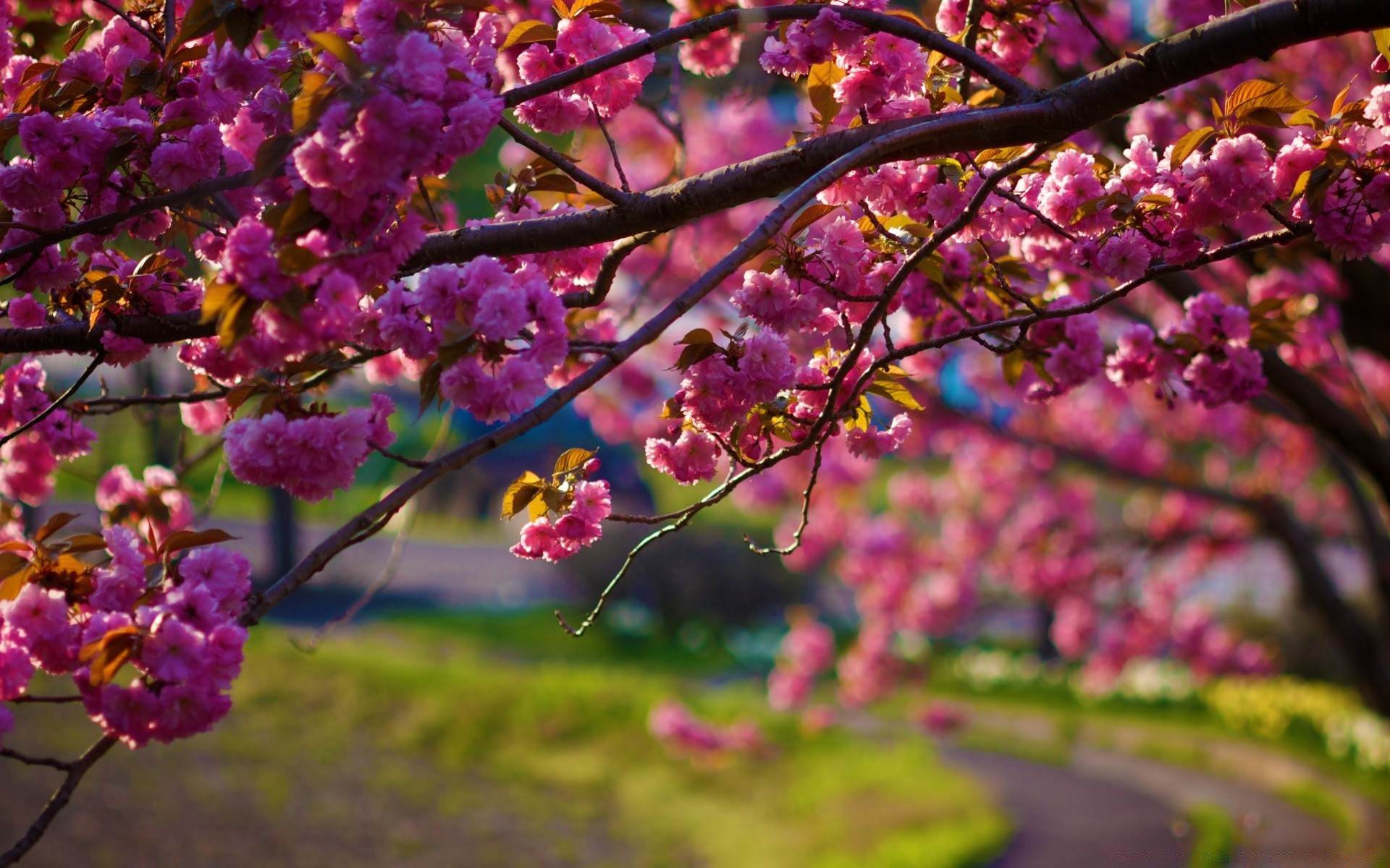 printemps fleur arbre jardin nature branche flore cerise bluming pétale saison floral couleur parc feuille lumineux croissance été à l extérieur copain