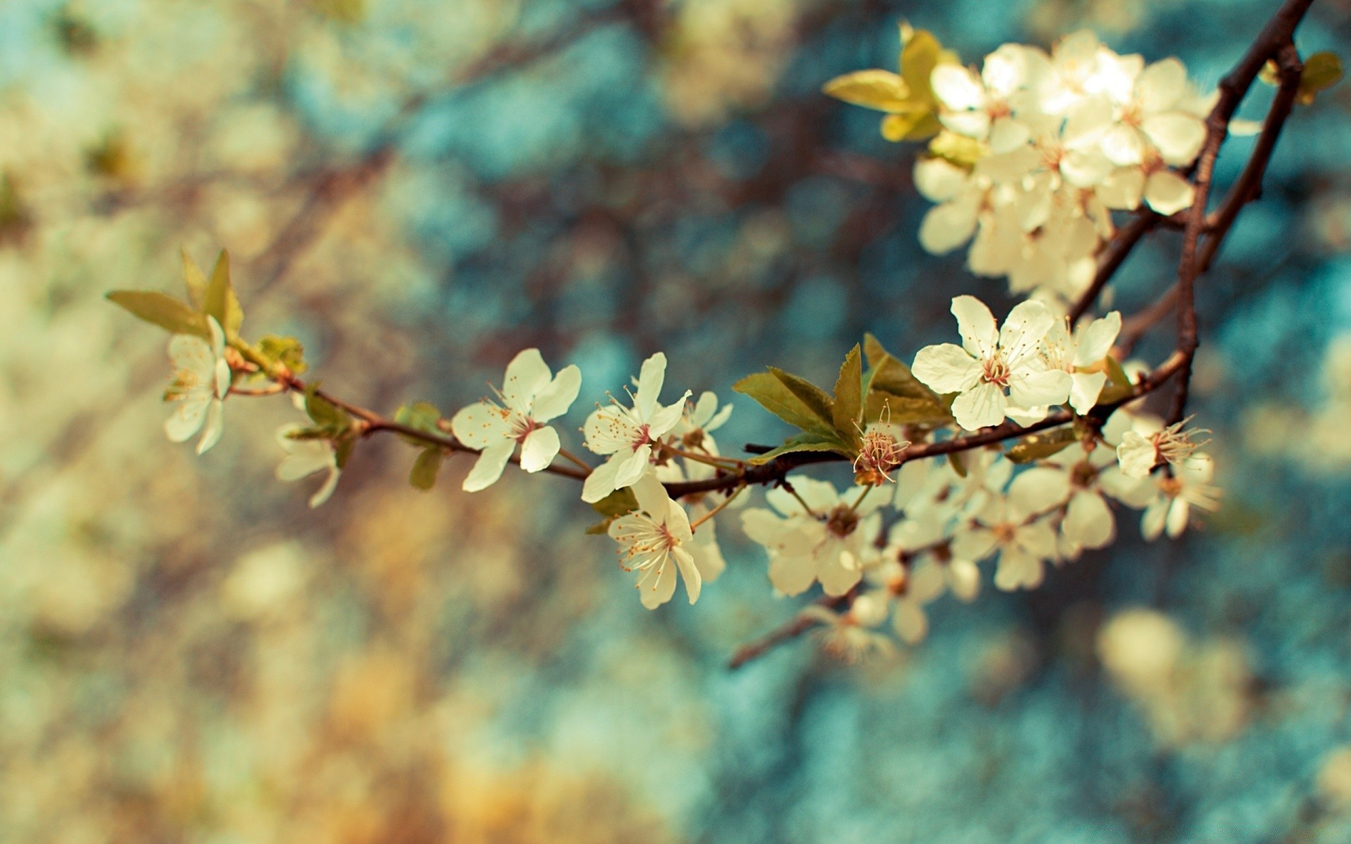 spring flower nature branch tree flora cherry leaf outdoors growth season close-up garden floral bud blooming fair weather color