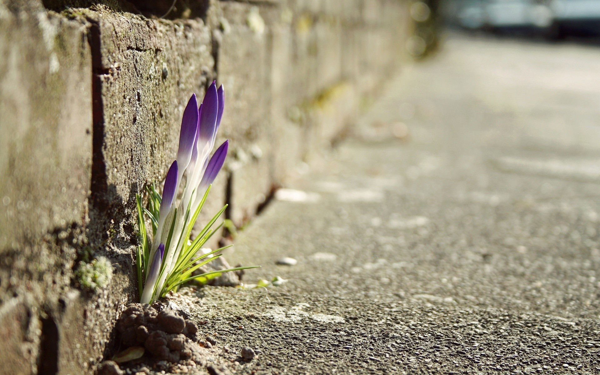 primavera natura terra all aperto estate fiore legno erba flora foglia