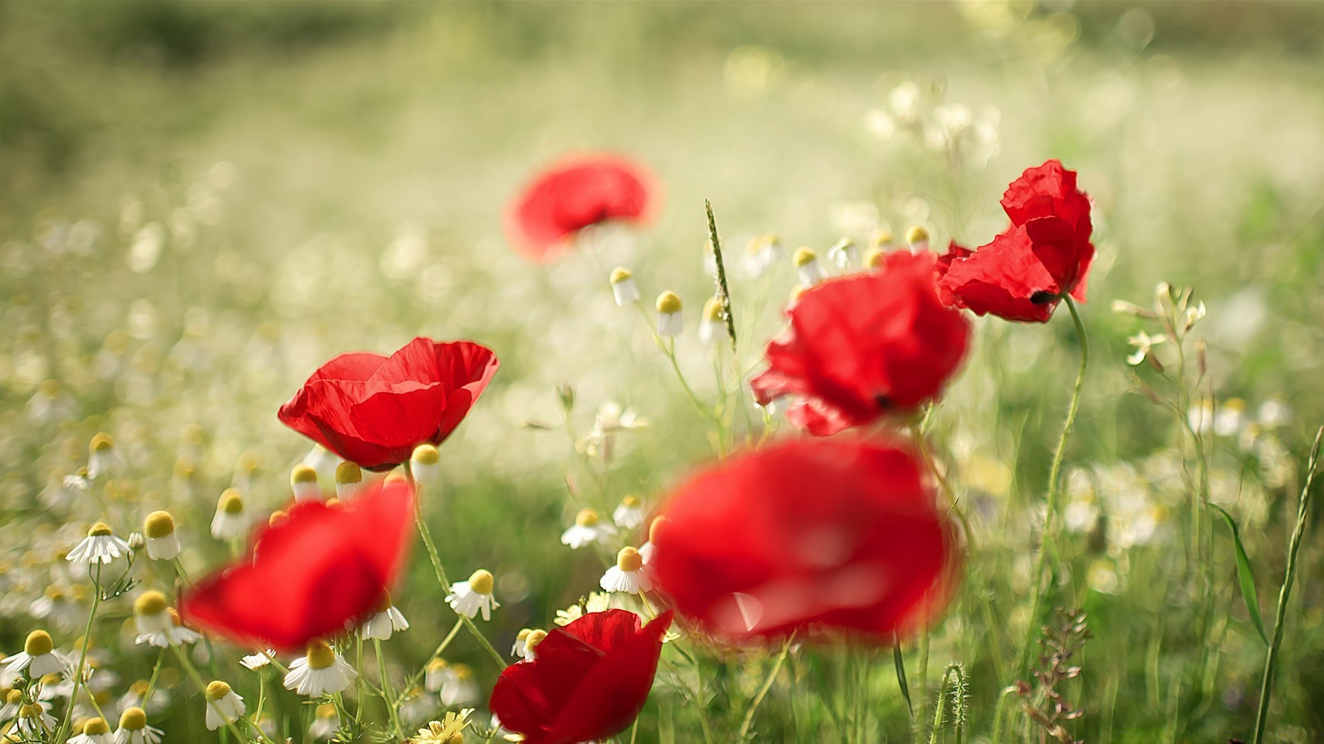 wiosna natura kwiat poppy pole lato trawa sianokosy flora ogród kwiatowy wiejski bluming na zewnątrz liść dobra pogoda słońce płatek dziki wiejski jasny