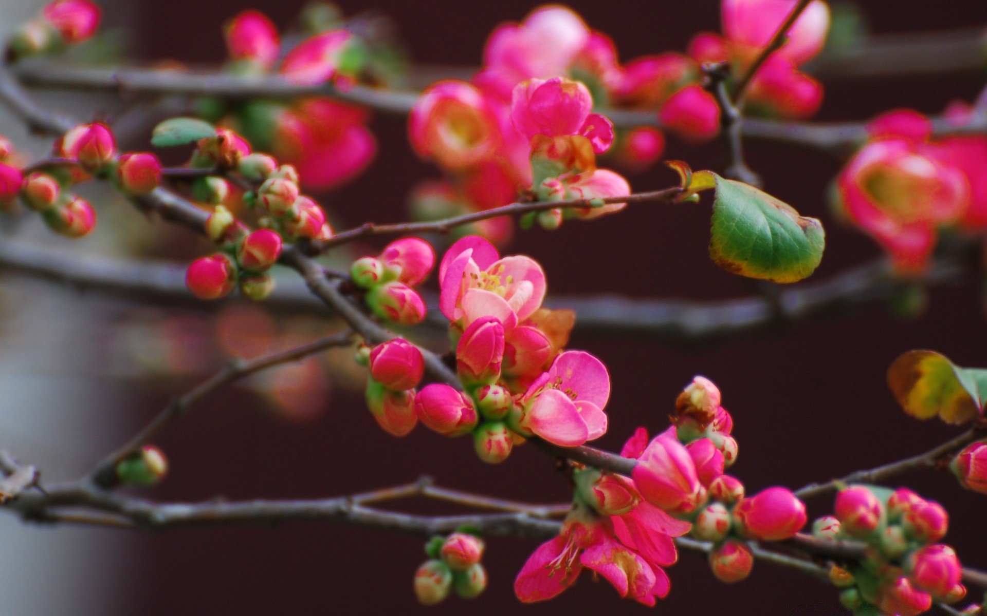 bahar çiçek şube doğa ağaç flora bahçe sezon renk kiraz çiçek yaprak parlak büyüme çiçeklenme dekorasyon petal açık havada çalı meyve