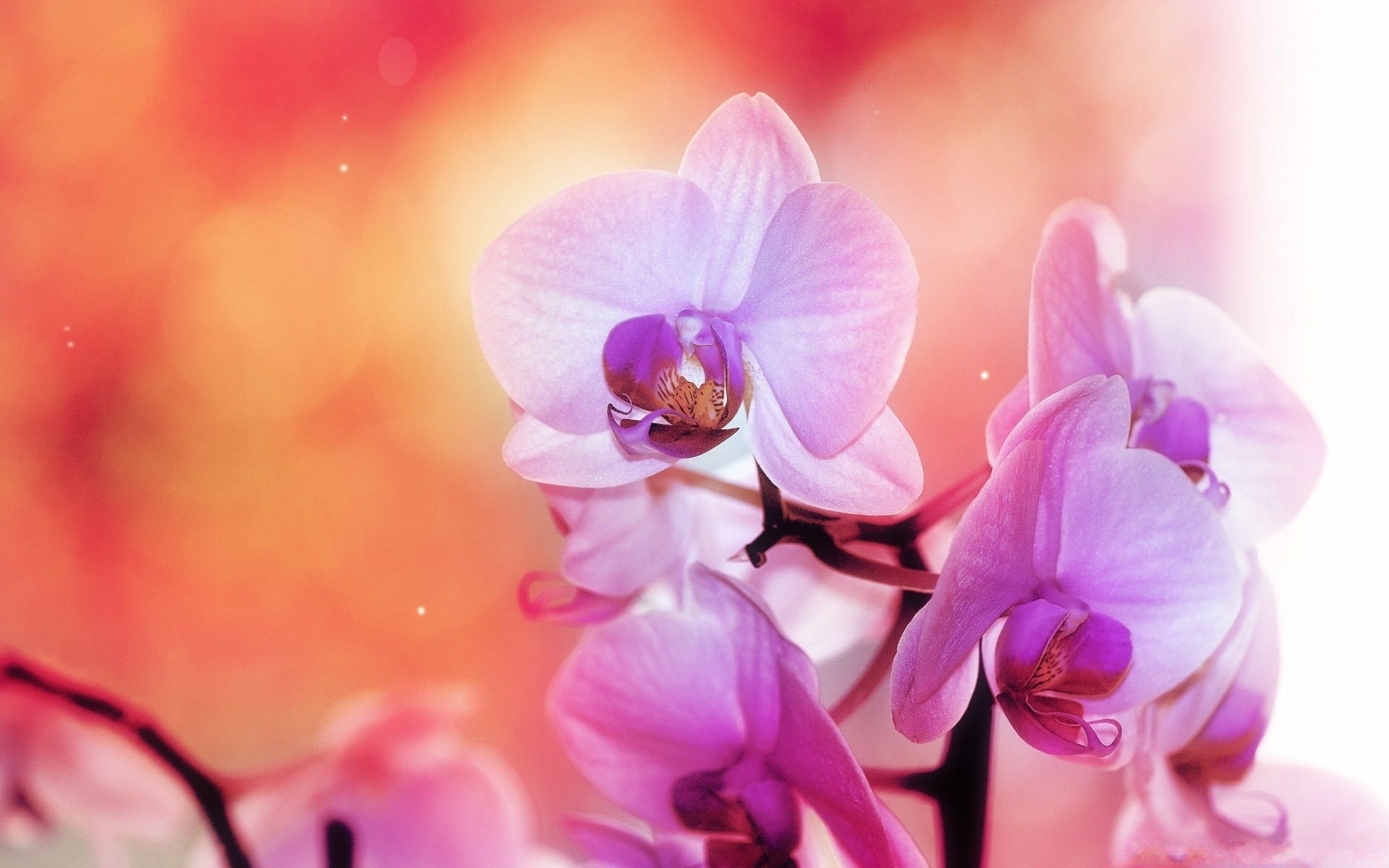 spring flower nature petal elegant tropical romance flora bright orchids blooming beautiful color floral delicate romantic phalaenopsis exotic summer leaf