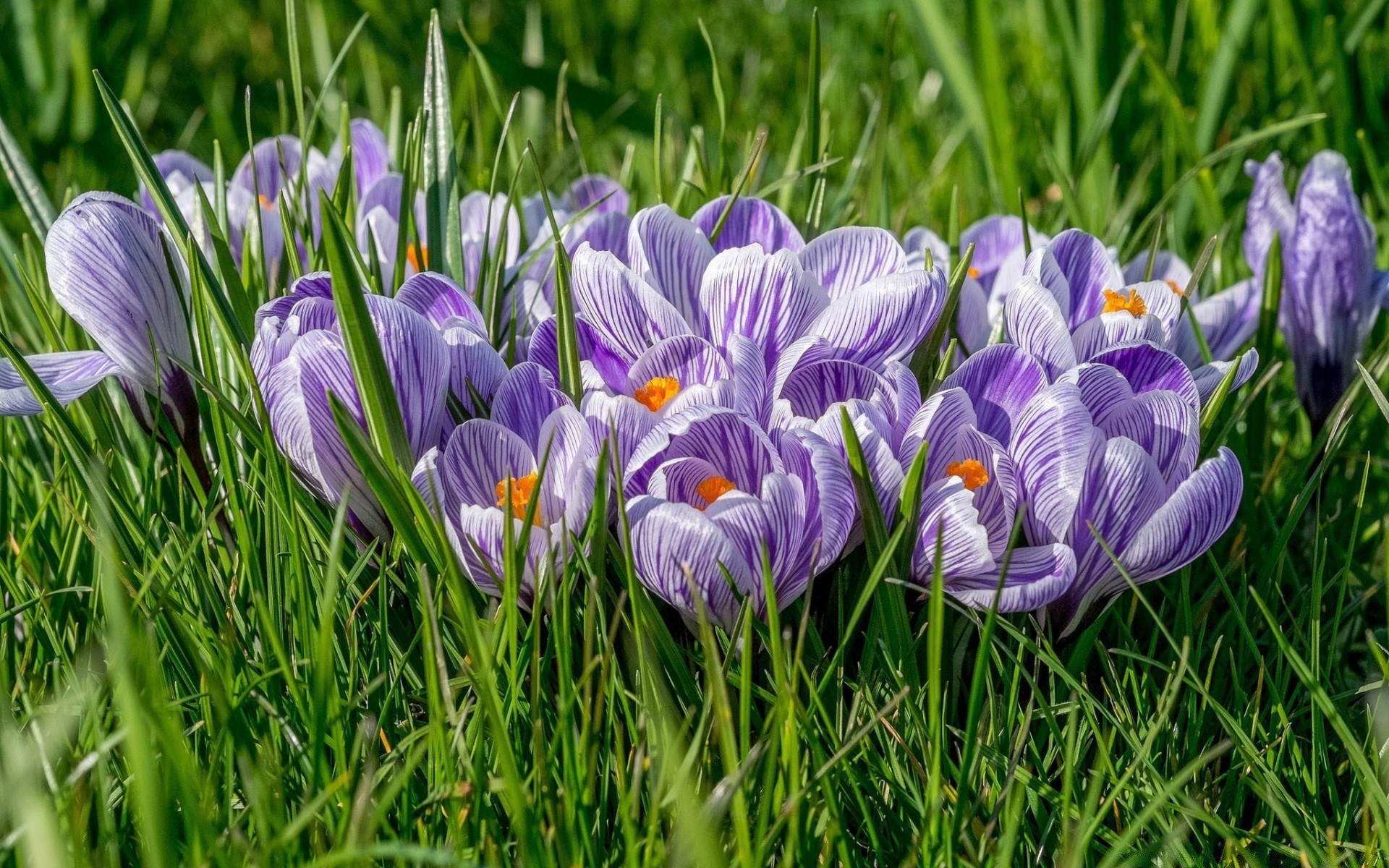 printemps fleur herbe nature crocus flore foin pâques champ saison jardin floral bluming été pétale printemps violet parc croissance feuille lumineux