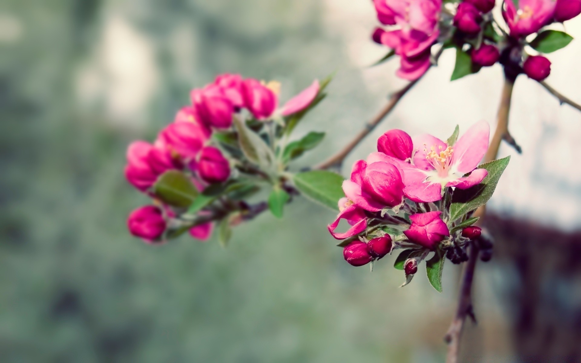 wiosna kwiat natura flora ogród bluming liść oddział drzewo kwiatowy lato wzrost kolor płatek piękny sezon na zewnątrz zbliżenie kolego jasne