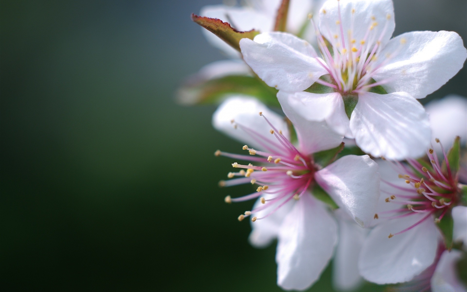 wiosna kwiat natura flora liść wiśnia jabłko ogród wzrost płatek jasny kolego lato na zewnątrz drzewo delikatne bluming