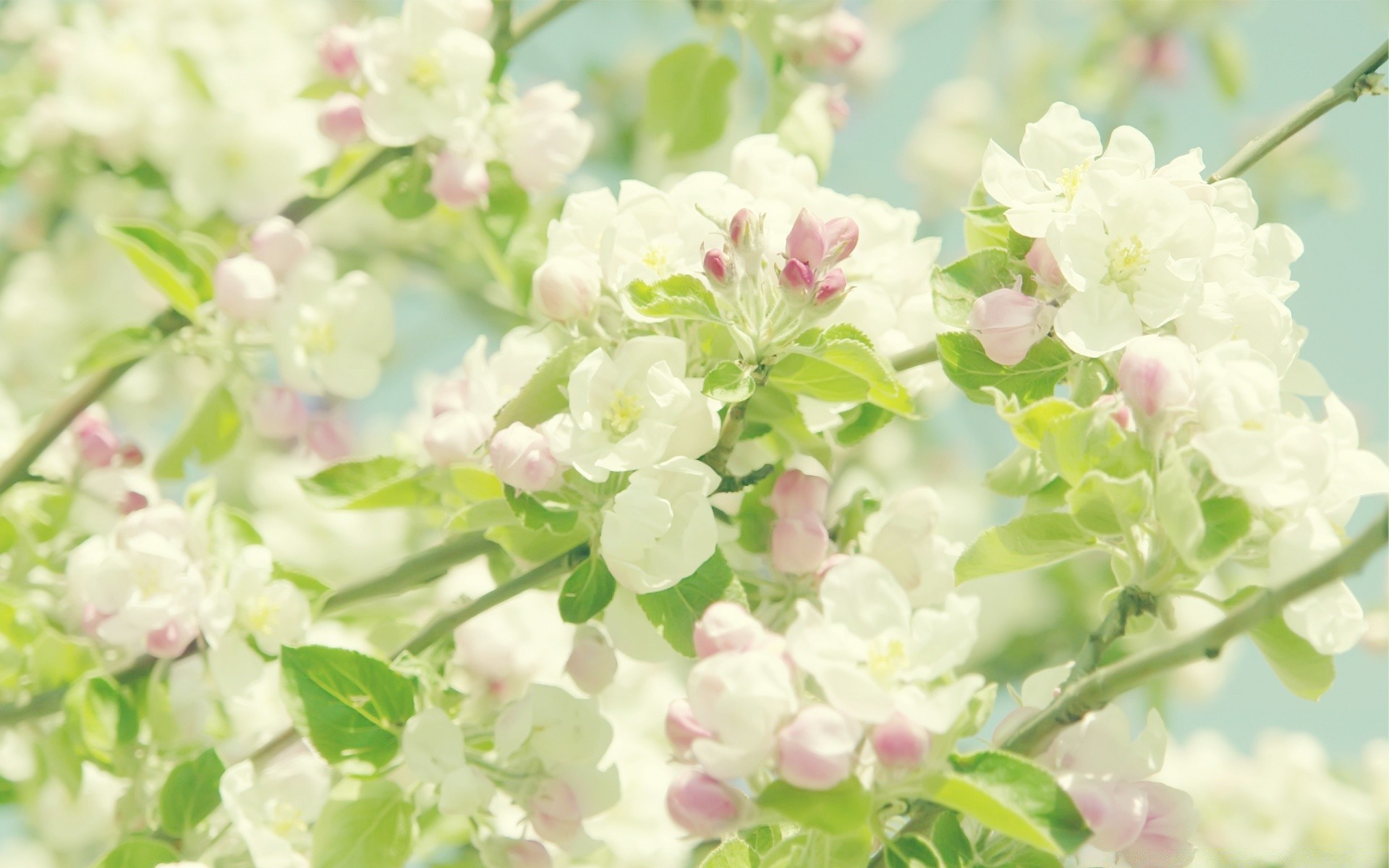 frühling blume flora natur floral zweig garten blatt blühen blütenblatt schließen baum kirsche saison farbe schön sommer frische feld kumpel desktop