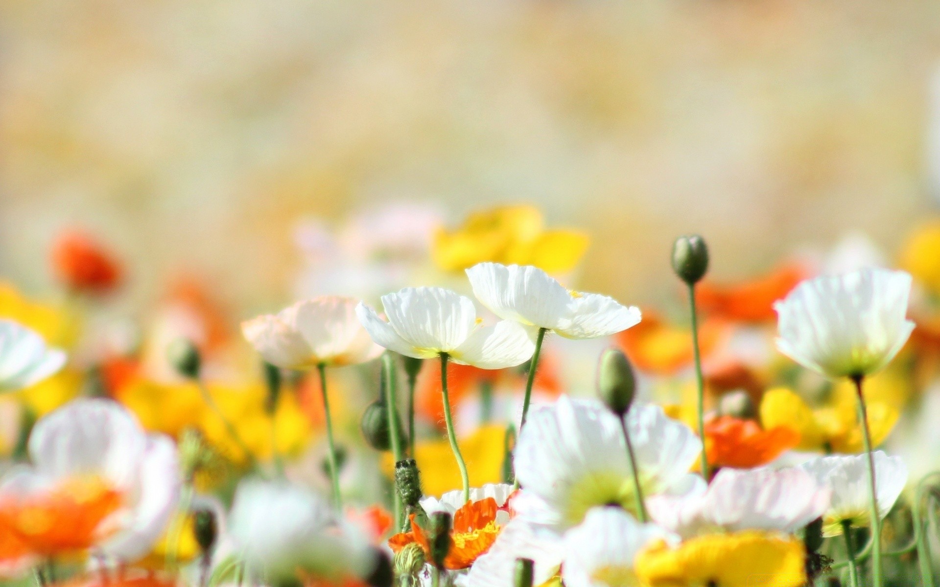 primavera natura estate fiore flora campo foglia brillante colore giardino erba bel tempo stagione all aperto fieno crescita floreale selvaggio rurale sole