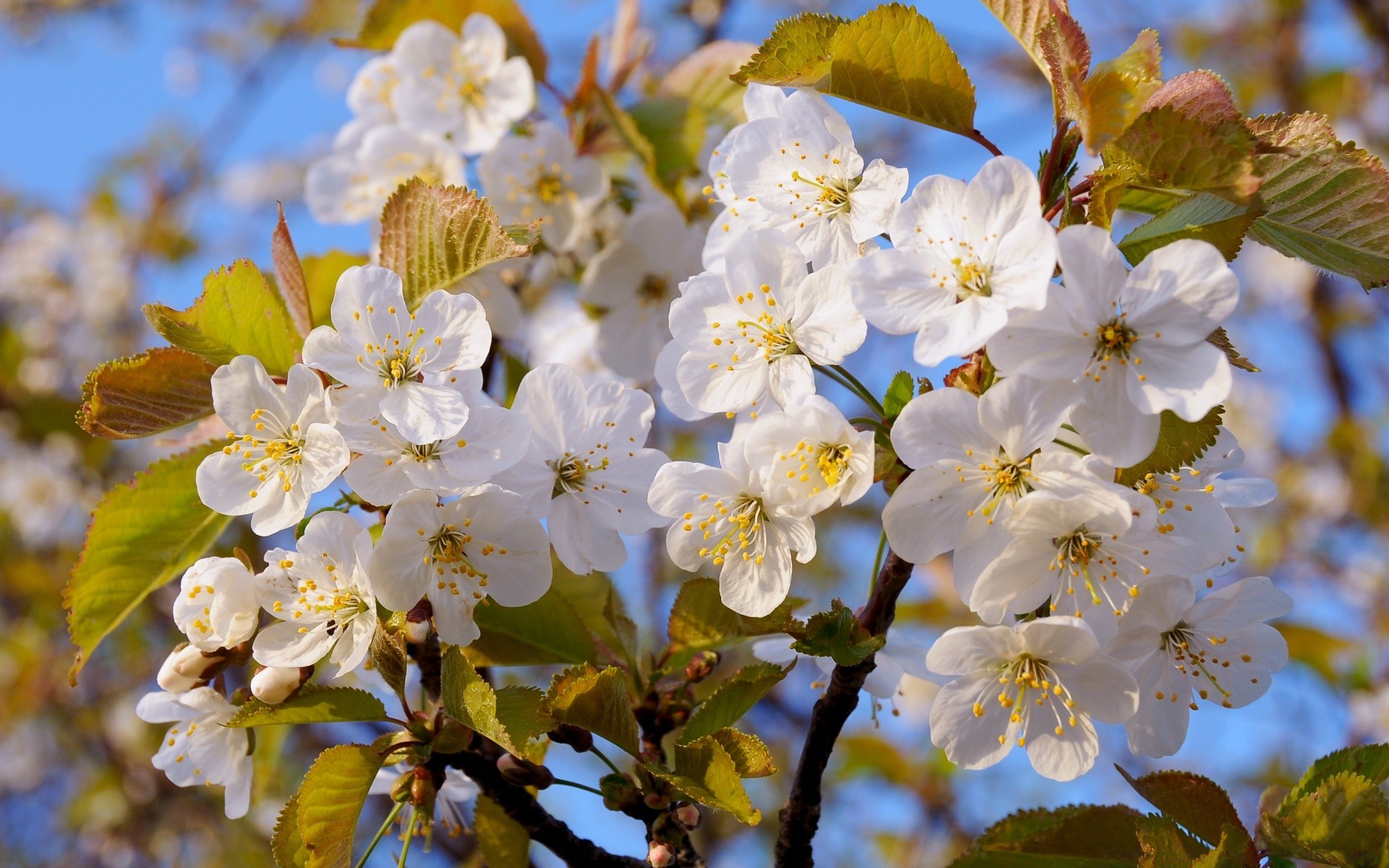 цветение дерево весна бесплатно