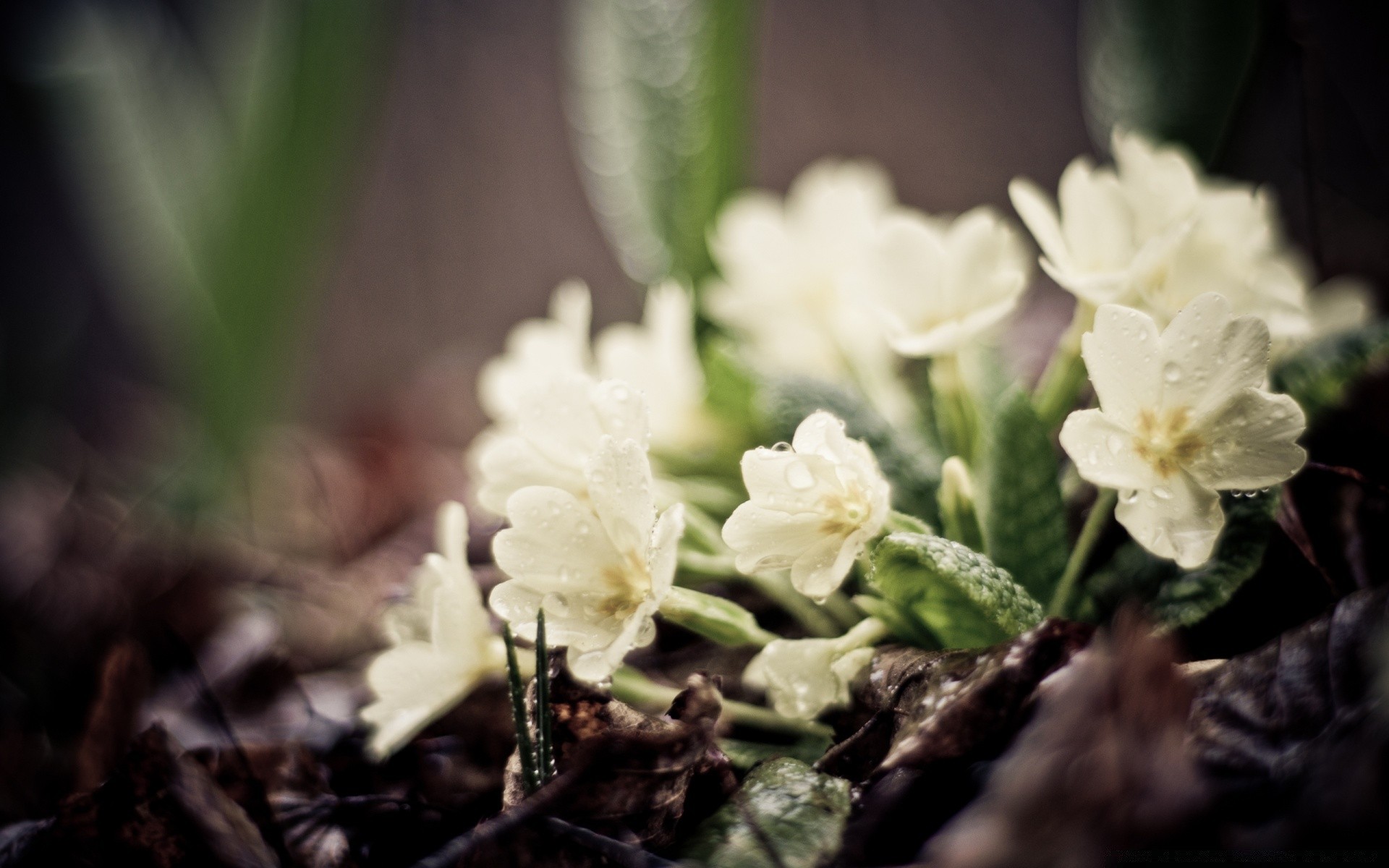 frühling natur blume flora blatt blumen blütenblatt schließen blühen garten schön saison im freien farbe sommer wachstum hell wild blumenstrauß buddy