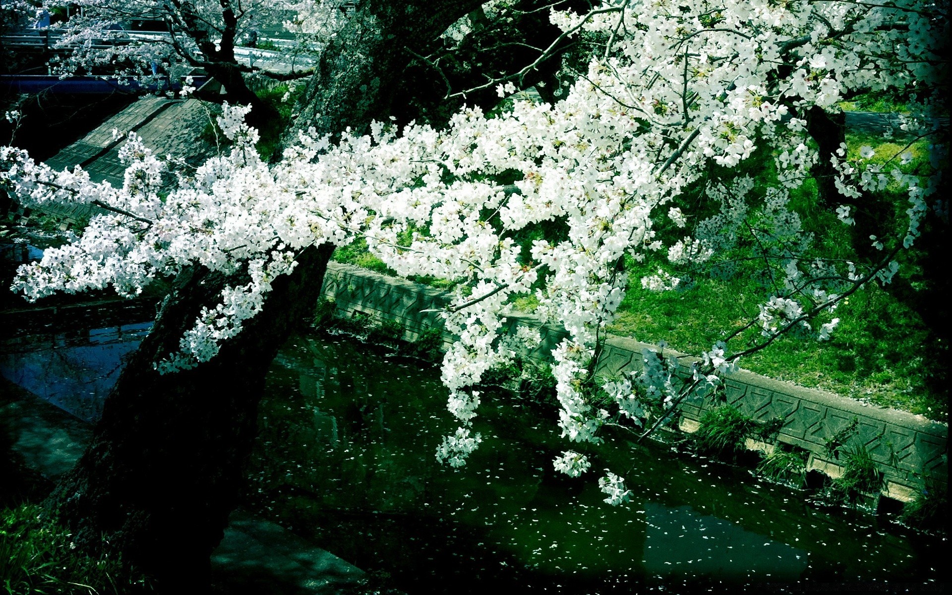 spring flower tree nature season flora branch leaf park garden outdoors blooming cherry wood landscape