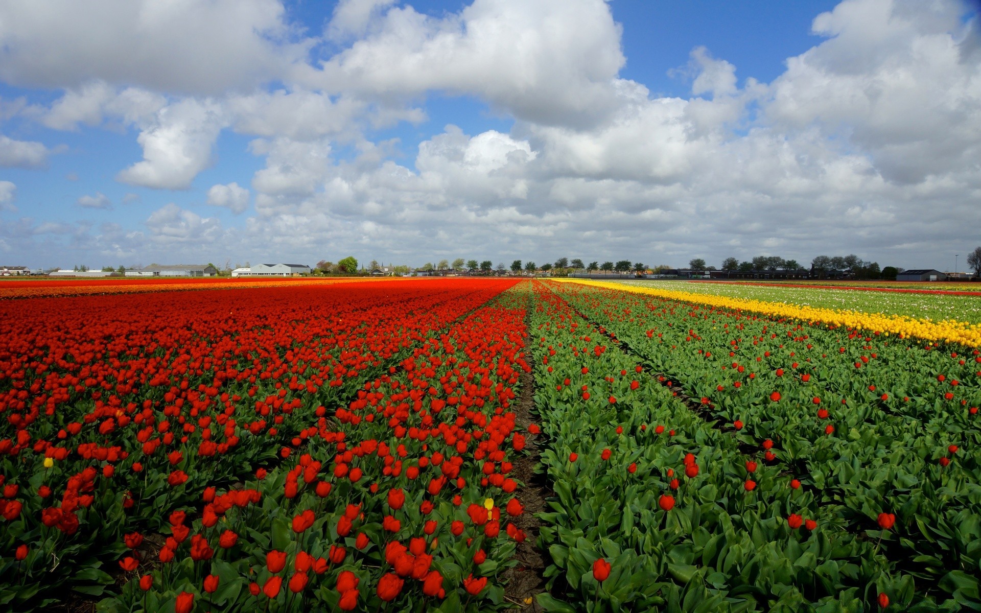 primavera agricoltura fiore fattoria crescita campo all aperto terreno coltivato paesaggio flora pascolo luce del giorno tulipano papavero rurale natura crescere raccolto fieno estate