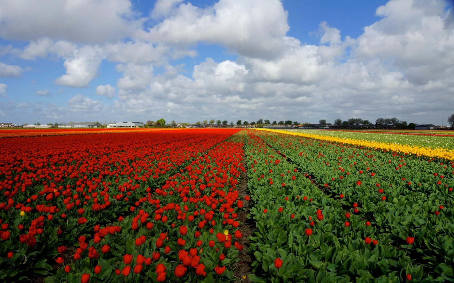 spring agriculture flower farm growth field outdoors cropland landscape flora pasture daylight tulip poppy rural nature grow crop hayfield summer