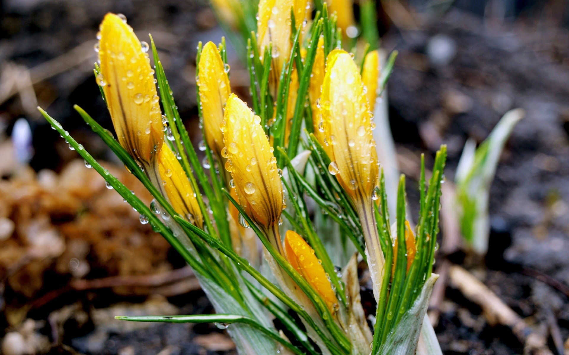 spring nature leaf outdoors flora summer close-up season fair weather flower grass bright