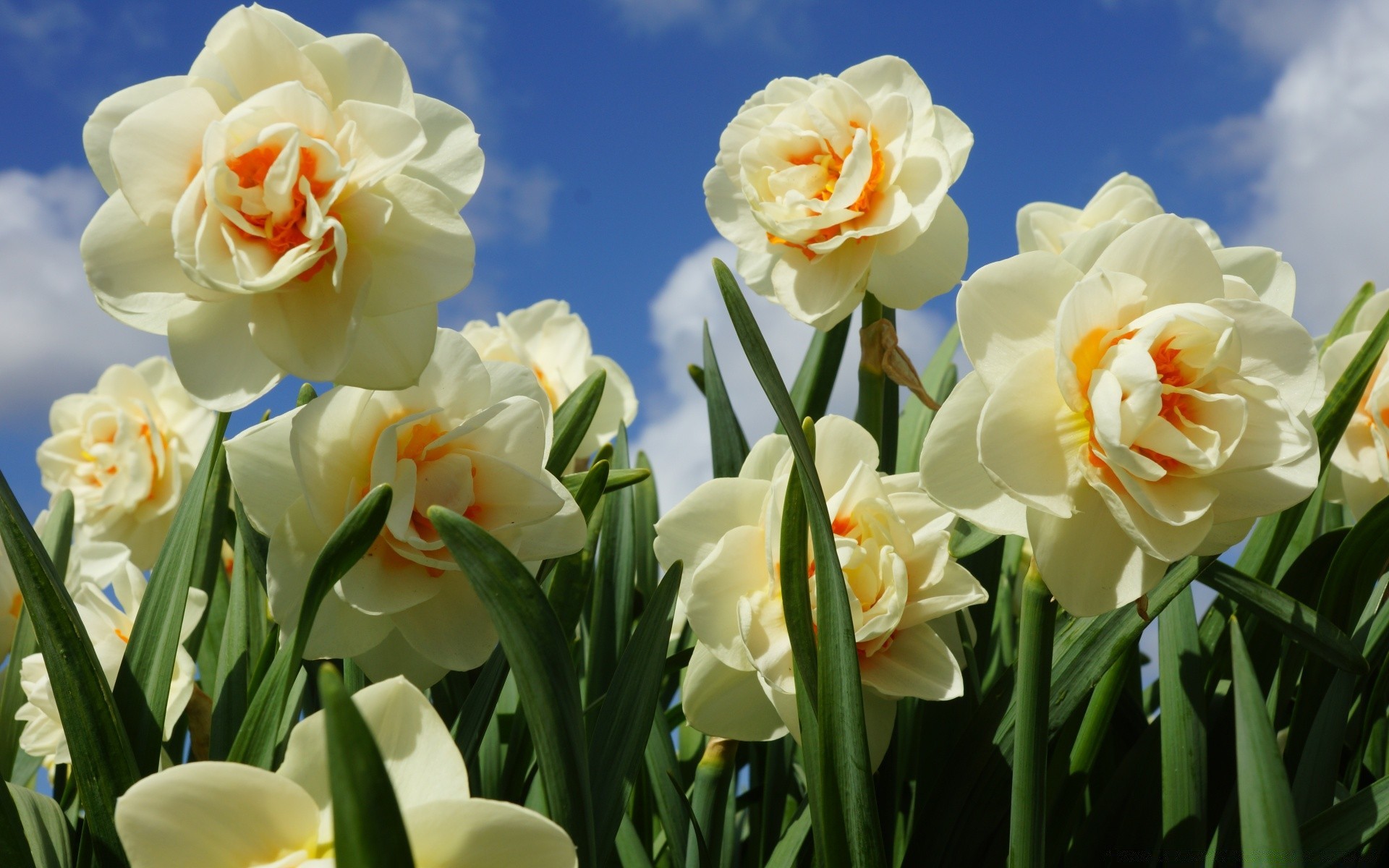 bahar çiçek doğa flora buket çiçek paskalya taçyaprağı lale çiçeklenme yaprak küme romantizm bahçe hediye aşk kabuk renk parlak yaz