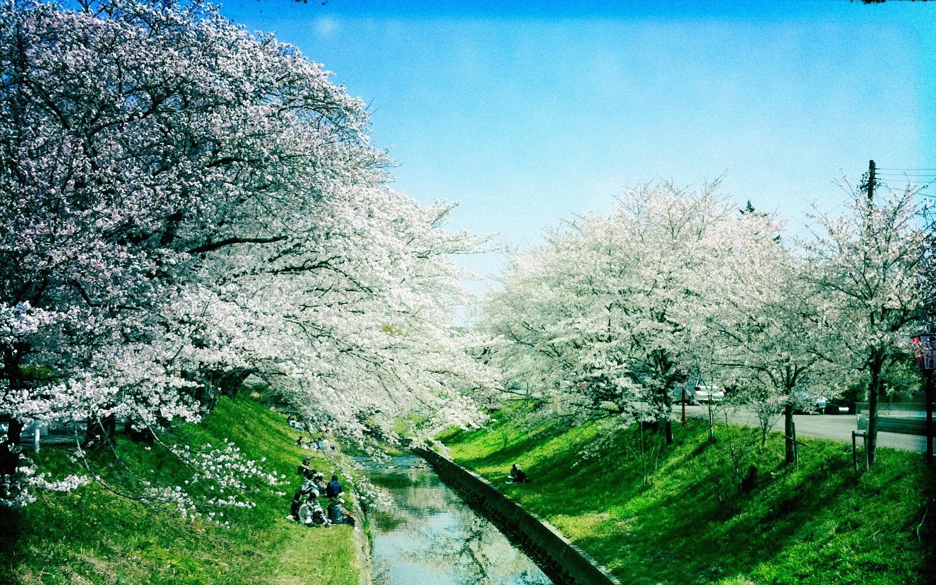 primavera árvore paisagem temporada natureza parque ramo ao ar livre madeira flora grama rural céu cena cenário primavera folha flor verão crescimento rural