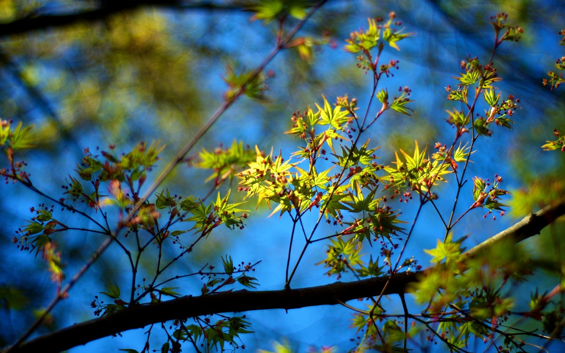 frühling baum blatt natur zweig blume flora saison hell gutes wetter wachstum park sonne im freien holz garten farbe herbst landschaft umwelt