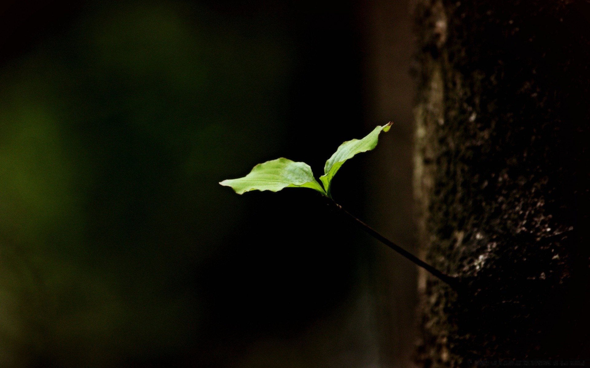 printemps feuille flou nature germer croissance flore arbre lumière jardin pluie environnement rétro-éclairé sol bois extérieur