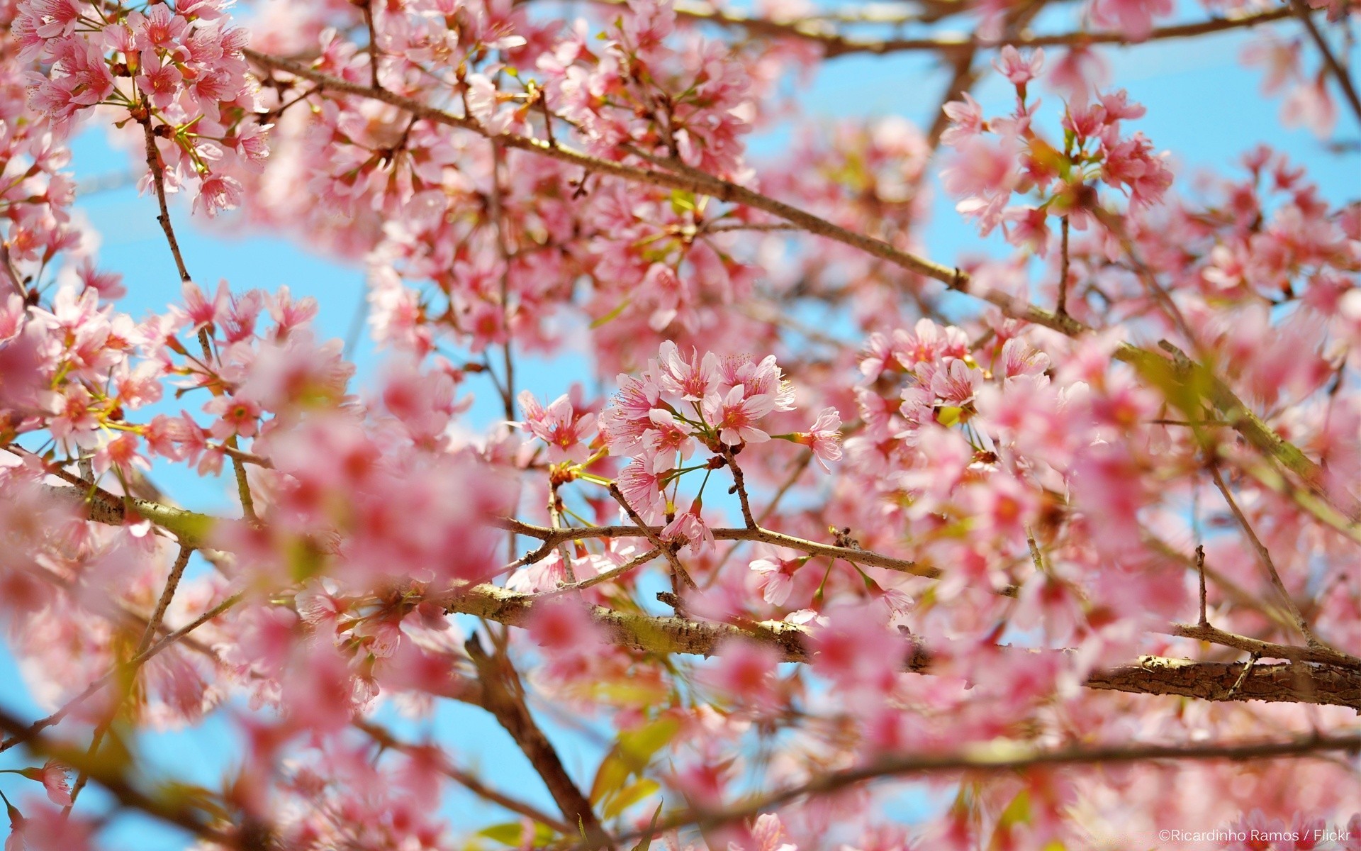 primavera fiore di ciliegio ramo di un albero natura flora stagione giardino fiore petalo close-up crescita del colore floreale vivid foglia buddy estate primavera