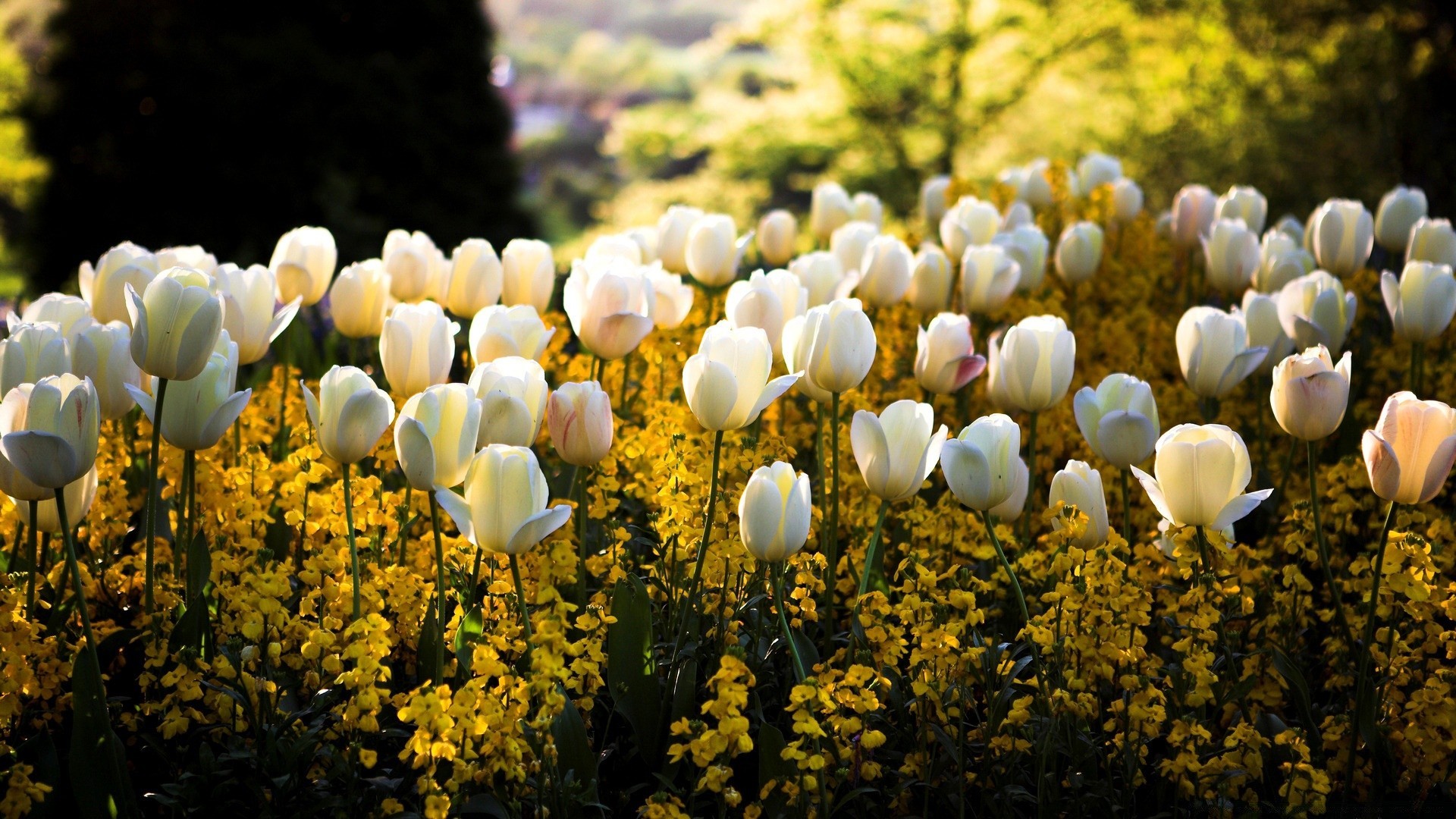 primavera natura fiore flora giardino foglia brillante campo stagione crescita colore esterno fiore tulipano estate petalo floreale parco