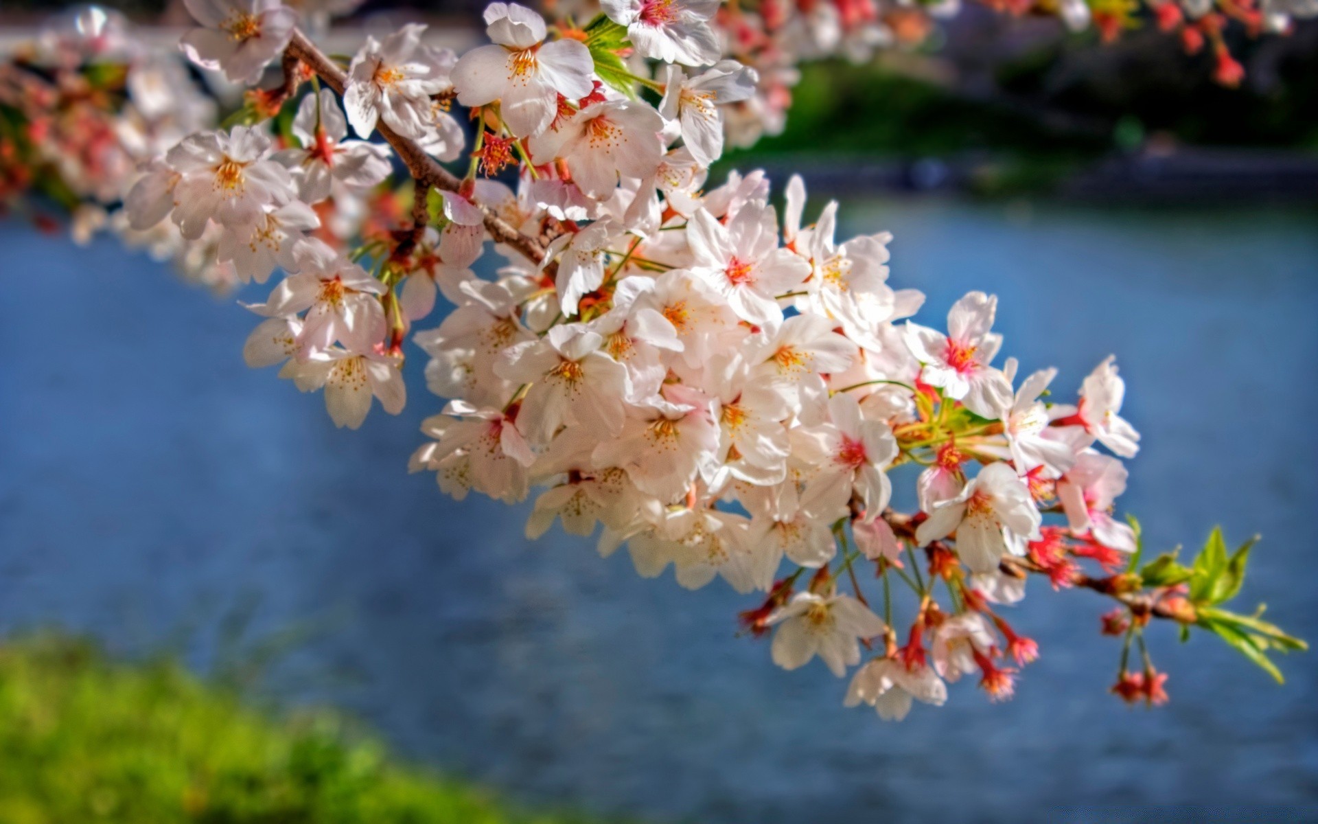 spring flower nature garden flora season tree blooming branch cherry leaf petal outdoors floral summer park growth color close-up fair weather