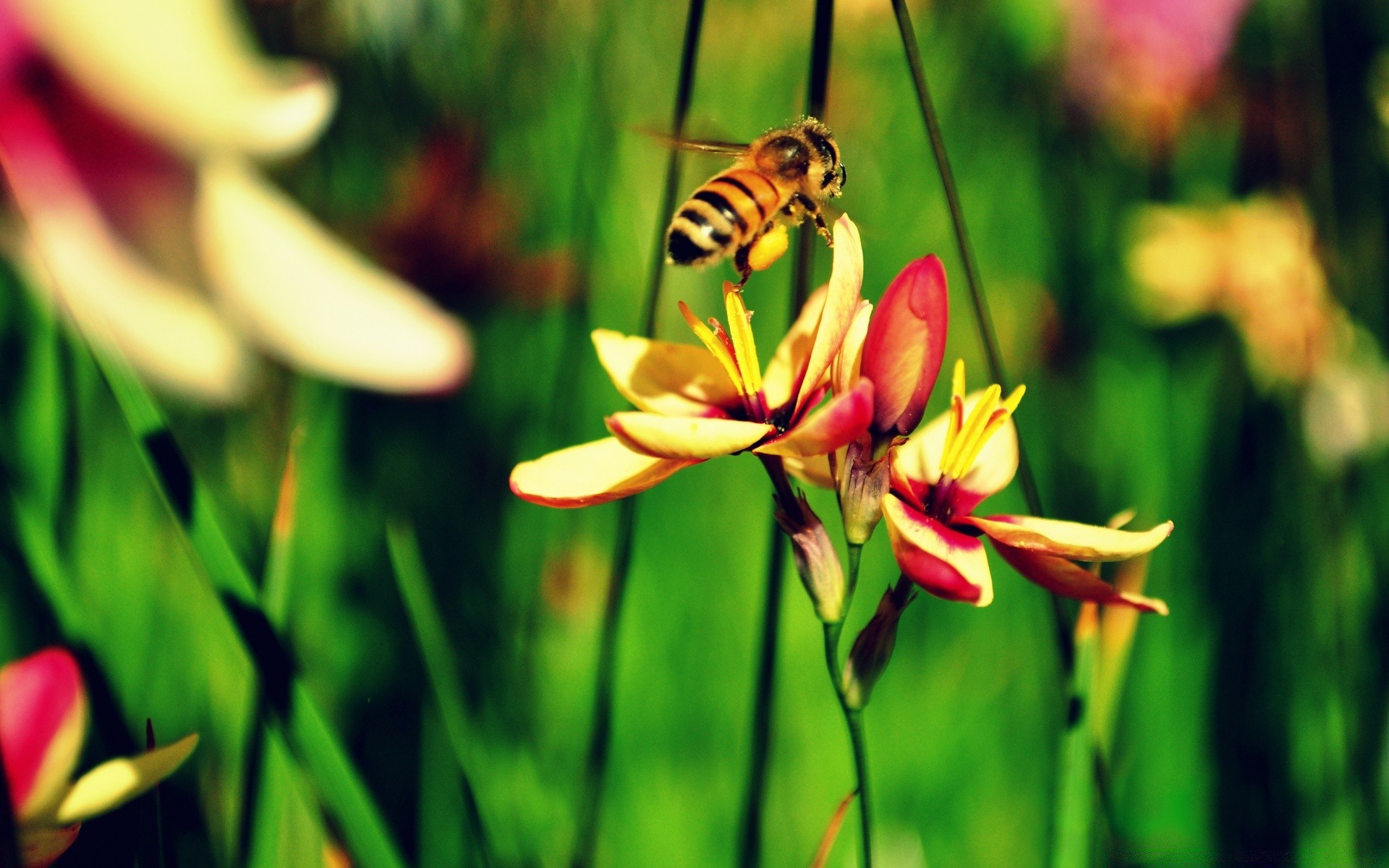 printemps nature insecte fleur été flore jardin abeille couleur feuille sauvage lumineux herbe à l extérieur