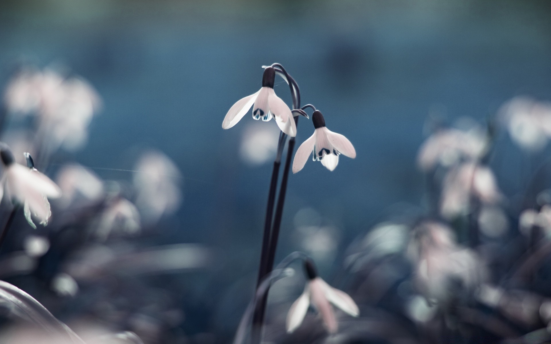 primavera natura all aperto sfocatura fiore pioggia