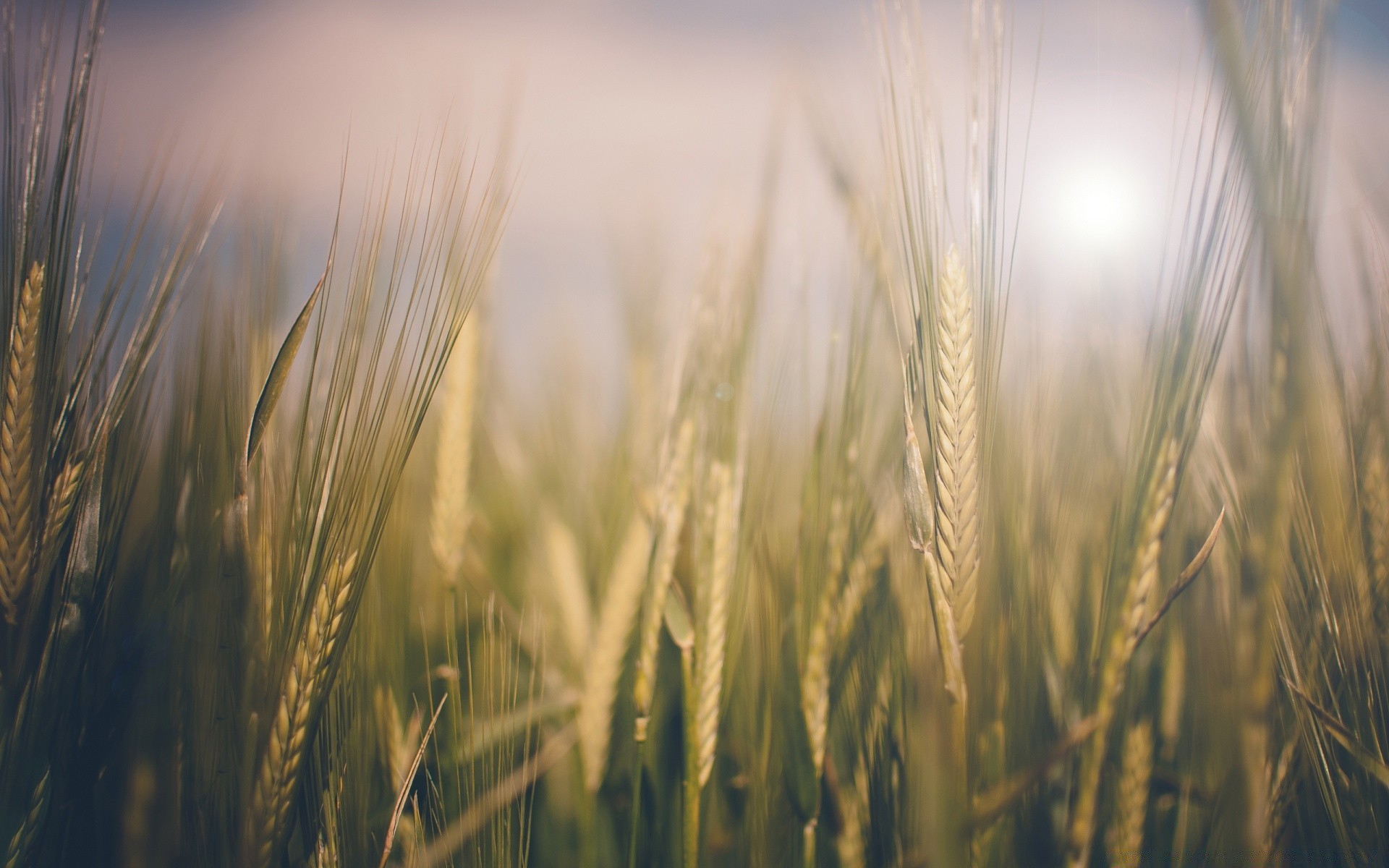 primavera trigo cereais pão rural pasto ouro centeio milho palha colheita fazenda campo cevada campo crescimento agricultura terras agrícolas sol semente