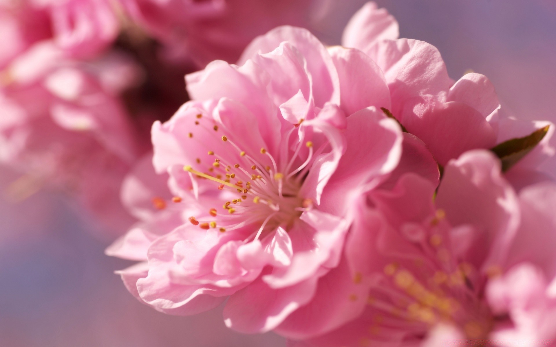 printemps fleur nature flore cerise feuille jardin pétale été croissance lumineux branche délicat floral flou copain bluming à l extérieur arbre