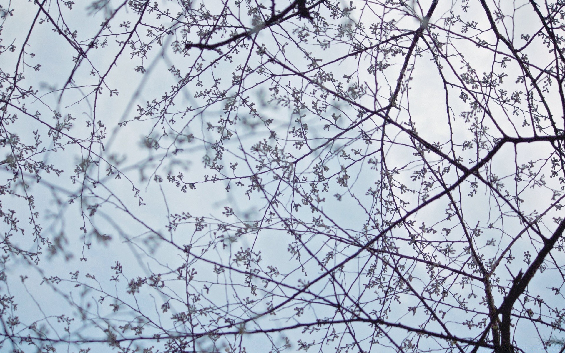 frühling baum zweig natur desktop saison flora winter kirsche himmel abstrakt blume blatt wachstum schließen