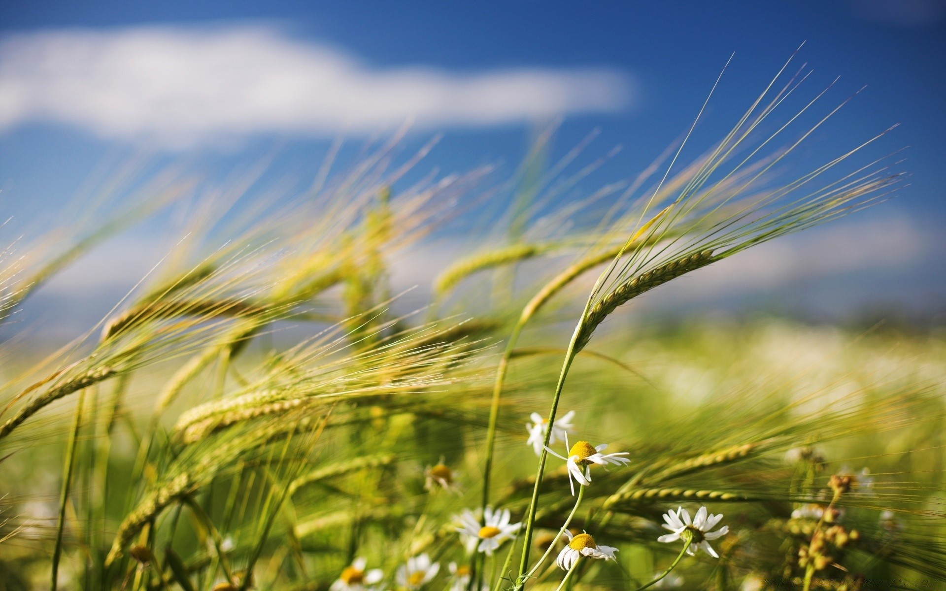 frühling feld ländlichen weide weizen sonne flocken gras sommer bauernhof natur ernte heuhaufen wachstum mais himmel land landschaft landschaft landwirtschaft gutes wetter