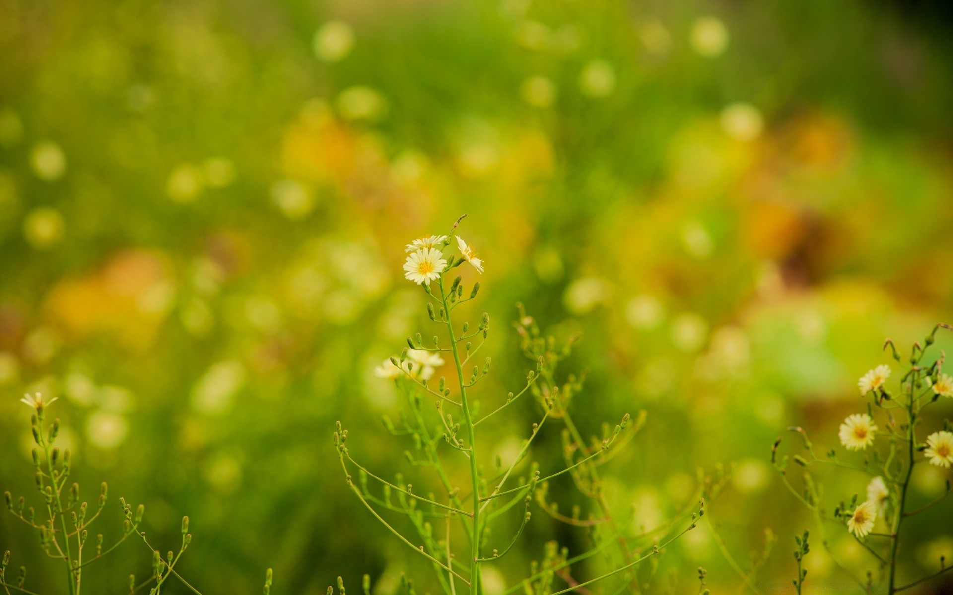 wiosna natura liść lato wzrost trawa flora ogród świt dobra pogoda słońce deszcz na zewnątrz jasne