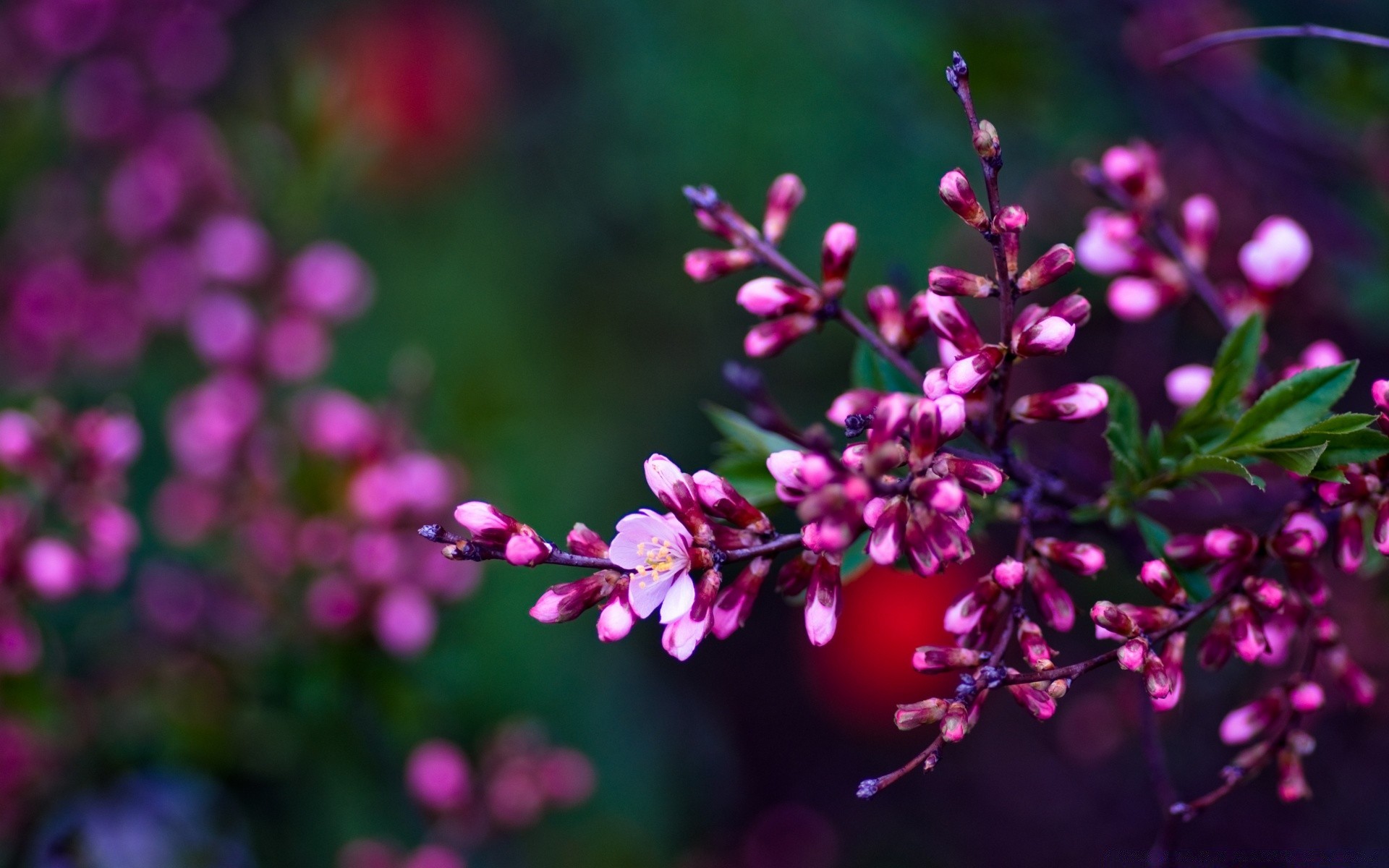 primavera fiore natura flora giardino floreale foglia petalo fiore colore estate stagione albero luminoso ramo close-up sfocatura bella