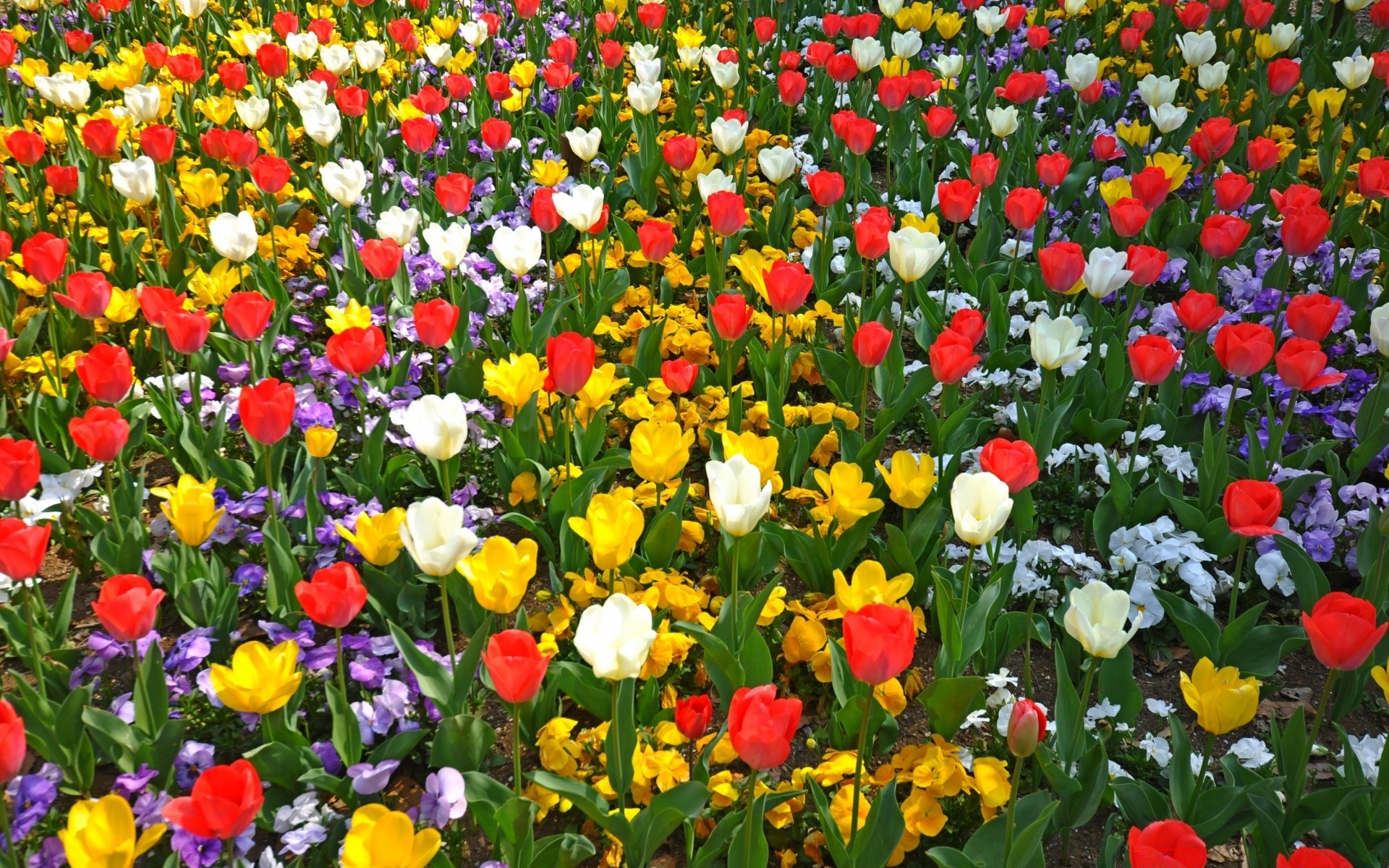 frühling blume tulpe garten flora feld natur blühen blumen farbe blütenblatt sommer hell blatt hell jahreszeit wachstum park bett heuhaufen