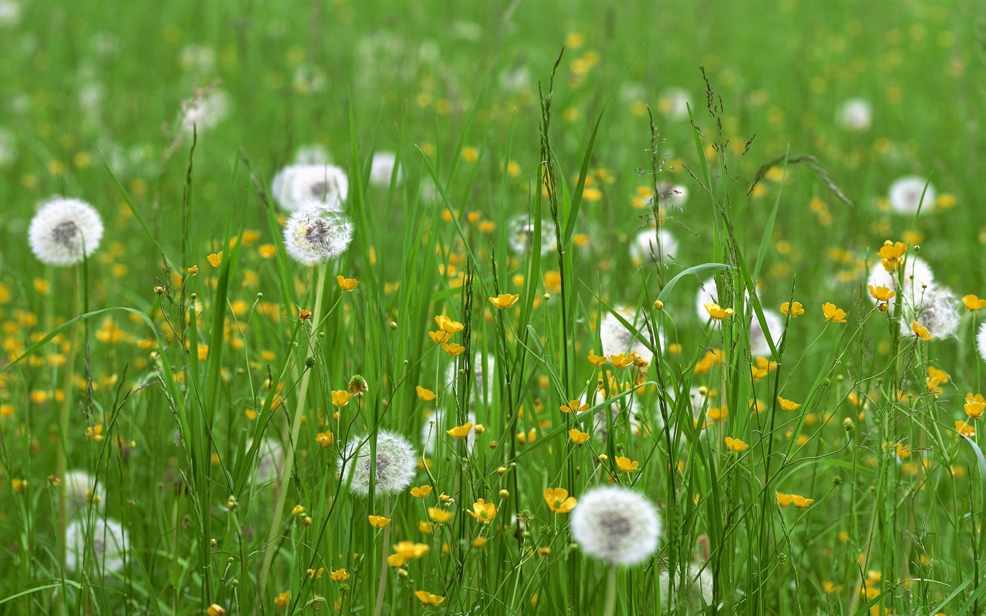 spring grass hayfield field summer nature flora growth rural flower lawn garden season outdoors fair weather environment bright sun dandelion leaf