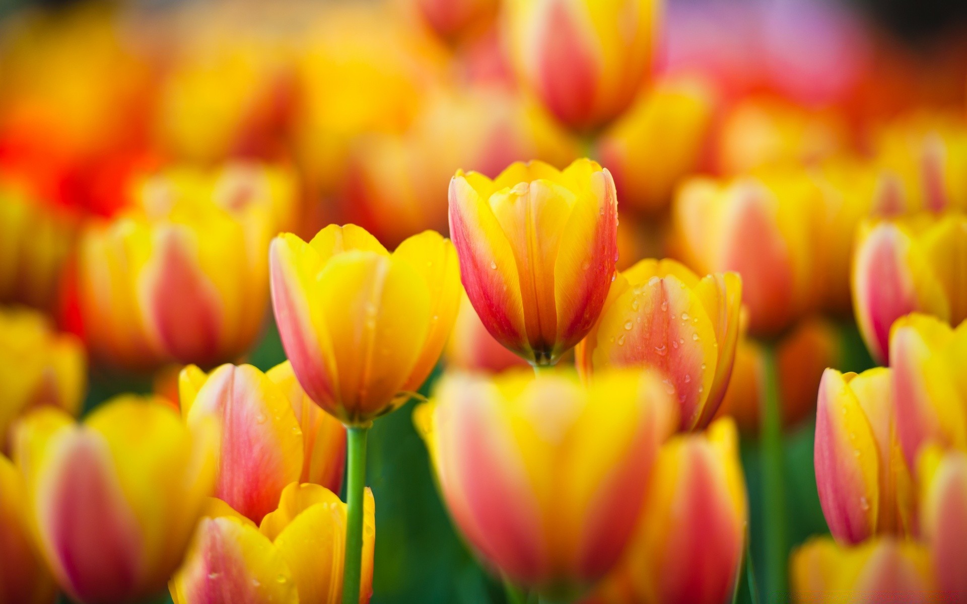 bahar lale doğa parlak bahçe çiçek paskalya flora yaz renk yaprak buket çiçek aşk sezon