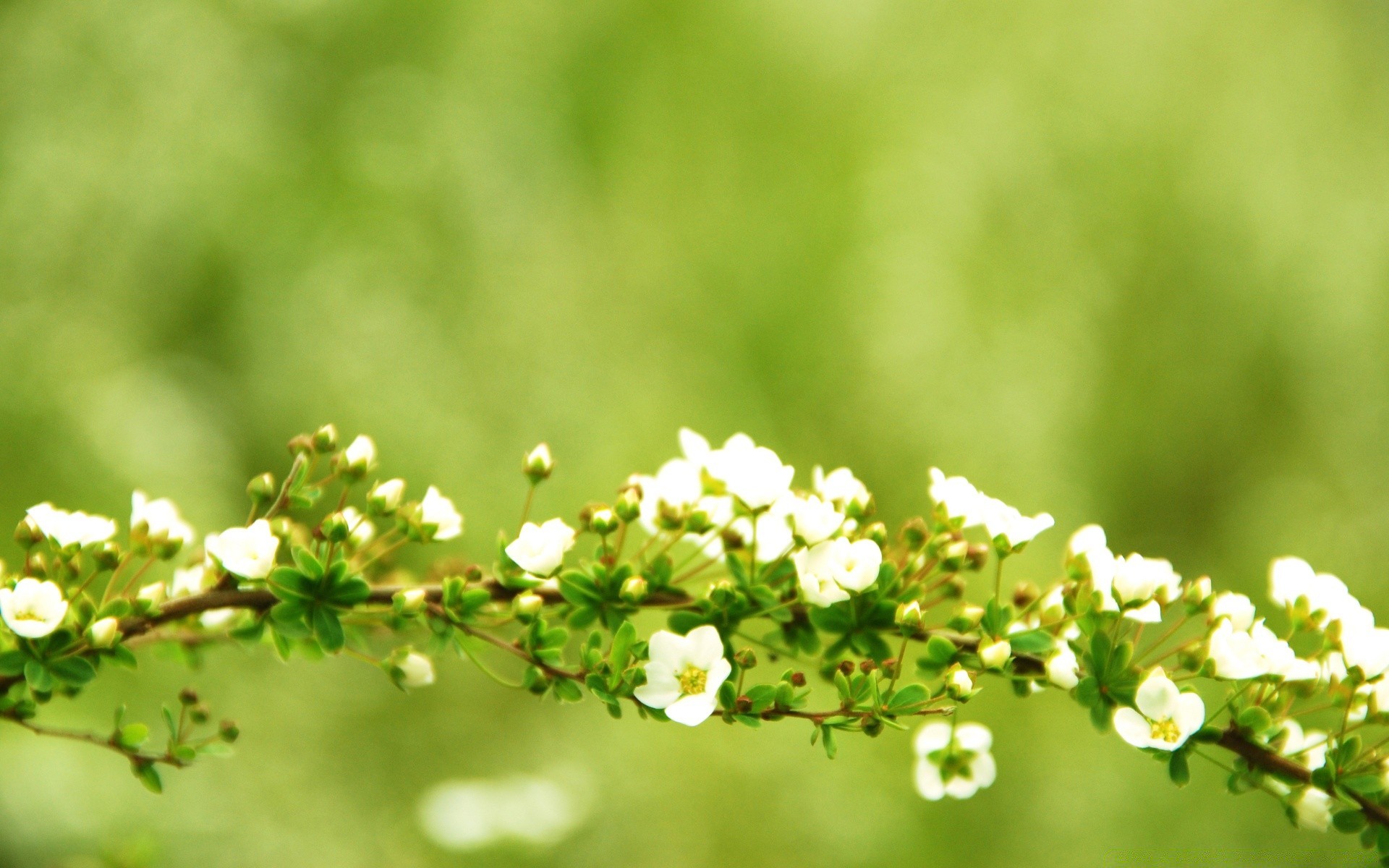 primavera natureza folha verão flor flora bom tempo crescimento borrão ao ar livre grama jardim sol brilhante dof rural