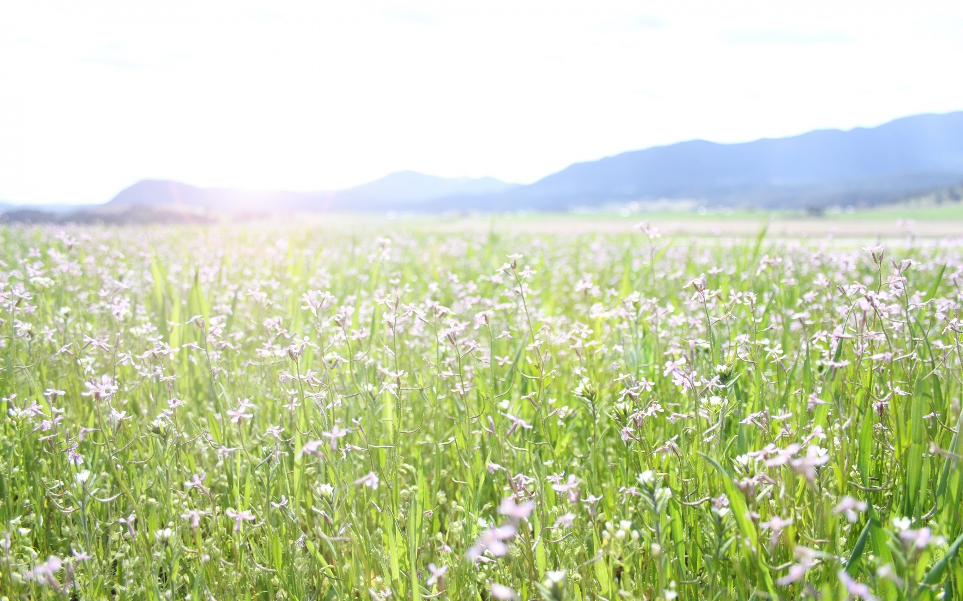 frühling feld heu blume natur sommer flora des ländlichen landschaft gras landwirtschaft saison landschaft im freien wachstum umwelt wildflower weide weide gutes wetter