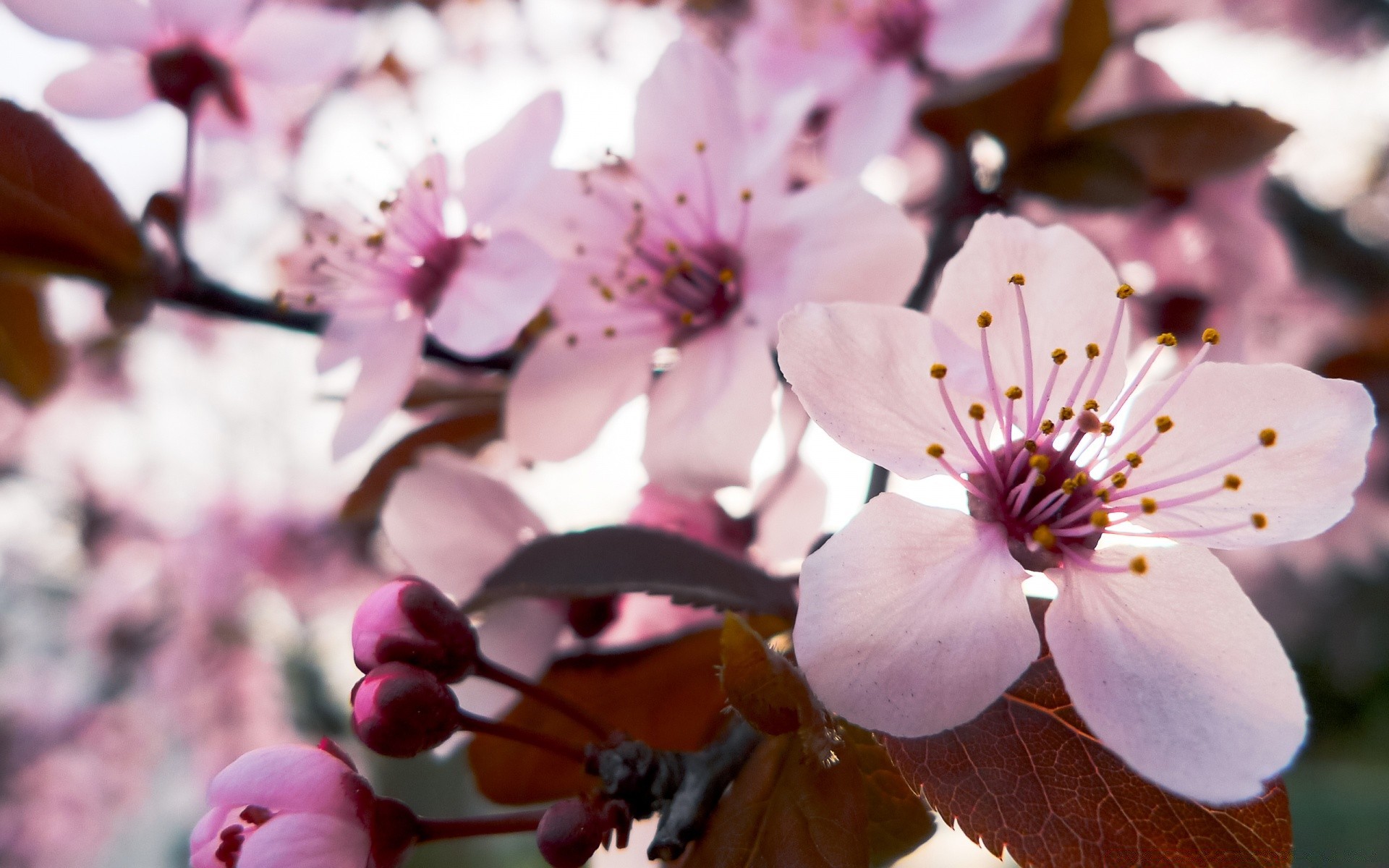 frühling blume natur kirsche zweig flora baum blatt wachstum garten im freien blütenblatt blühen zart saison apfel kumpel hell sommer blumen