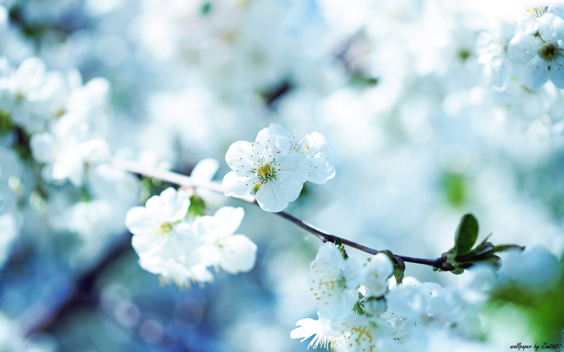 frühling blume natur baum kirsche blatt unschärfe flora filiale apfel im freien saison garten dof sommer wachstum gutes wetter schließen hell kumpel