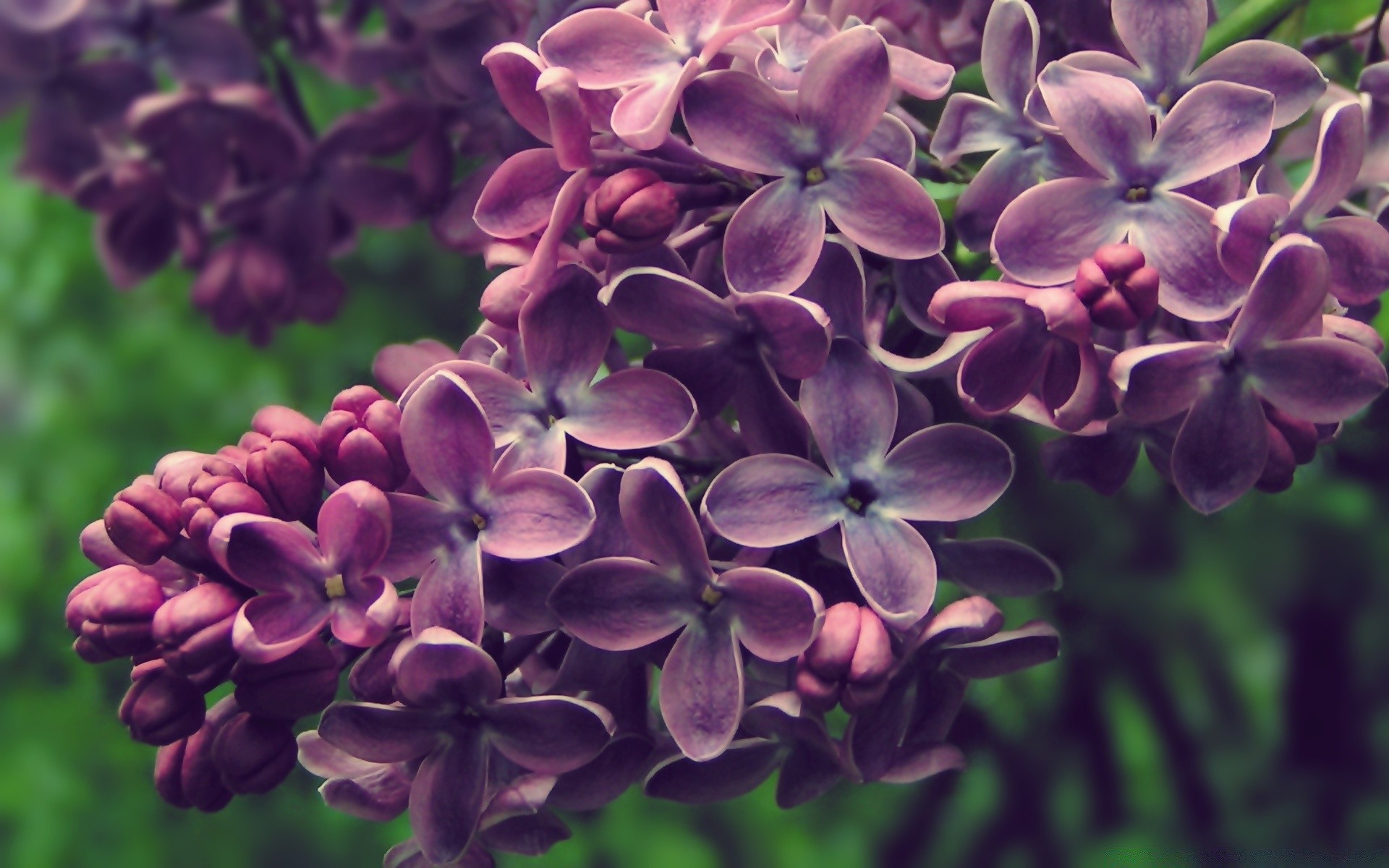 spring flower nature flora garden leaf floral summer petal lavender outdoors blooming growth color decoration close-up season shrub violet