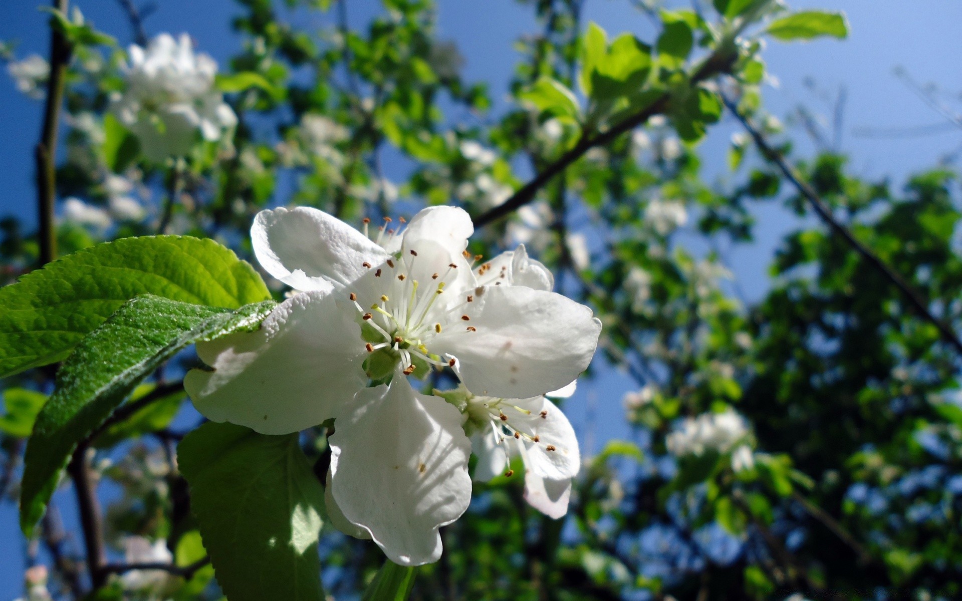 bahar doğa çiçek yaprak flora ağaç şube açık havada bahçe sezon büyüme yaz elma çiçek açan parlak kiraz taçyaprağı çiçek tazelik yakın çekim