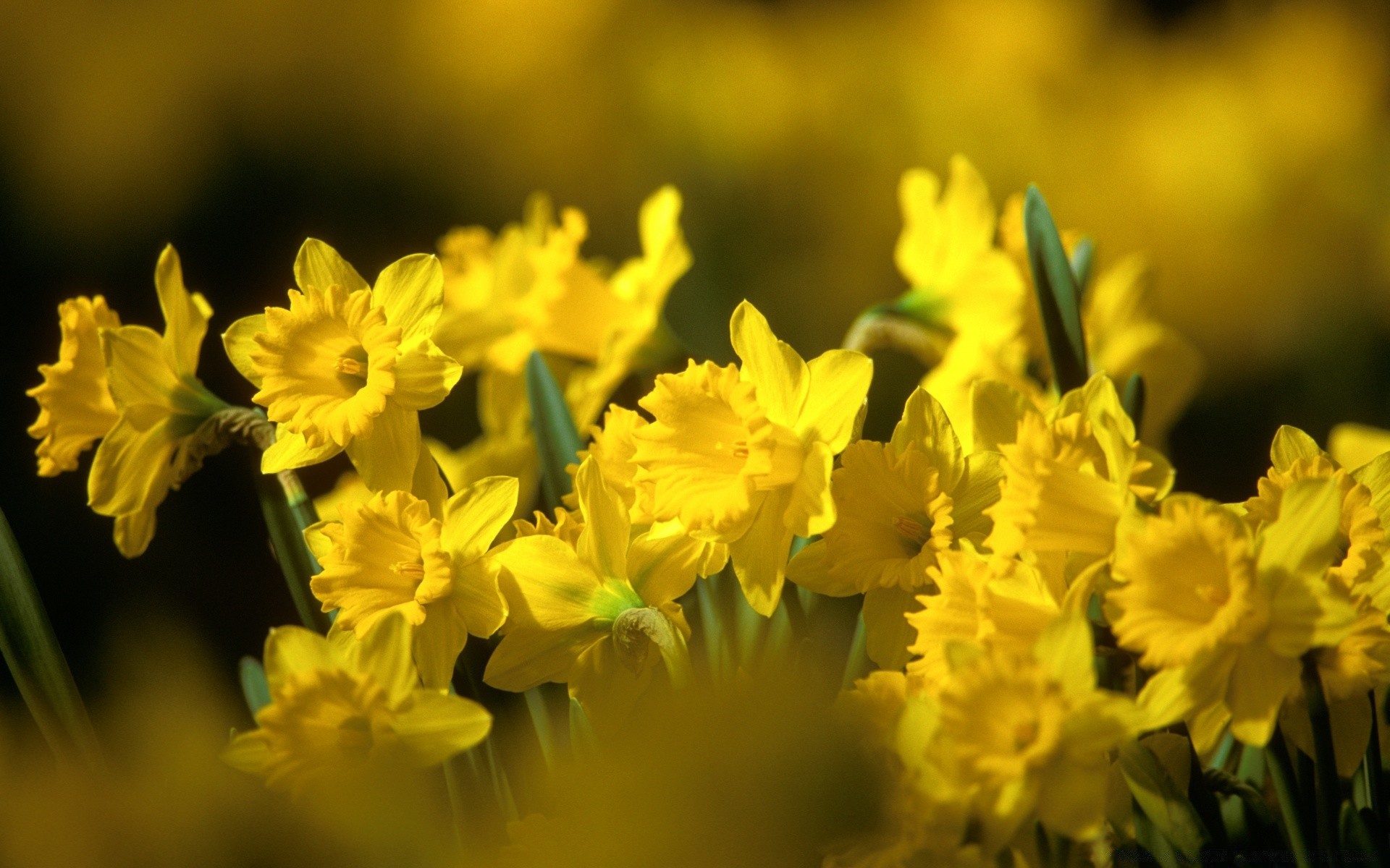 frühling blume natur flora blumen blühen jahreszeit blatt ostern garten sommer hell farbe blütenblatt feld schließen wachstum blumenstrauß schön heuhaufen