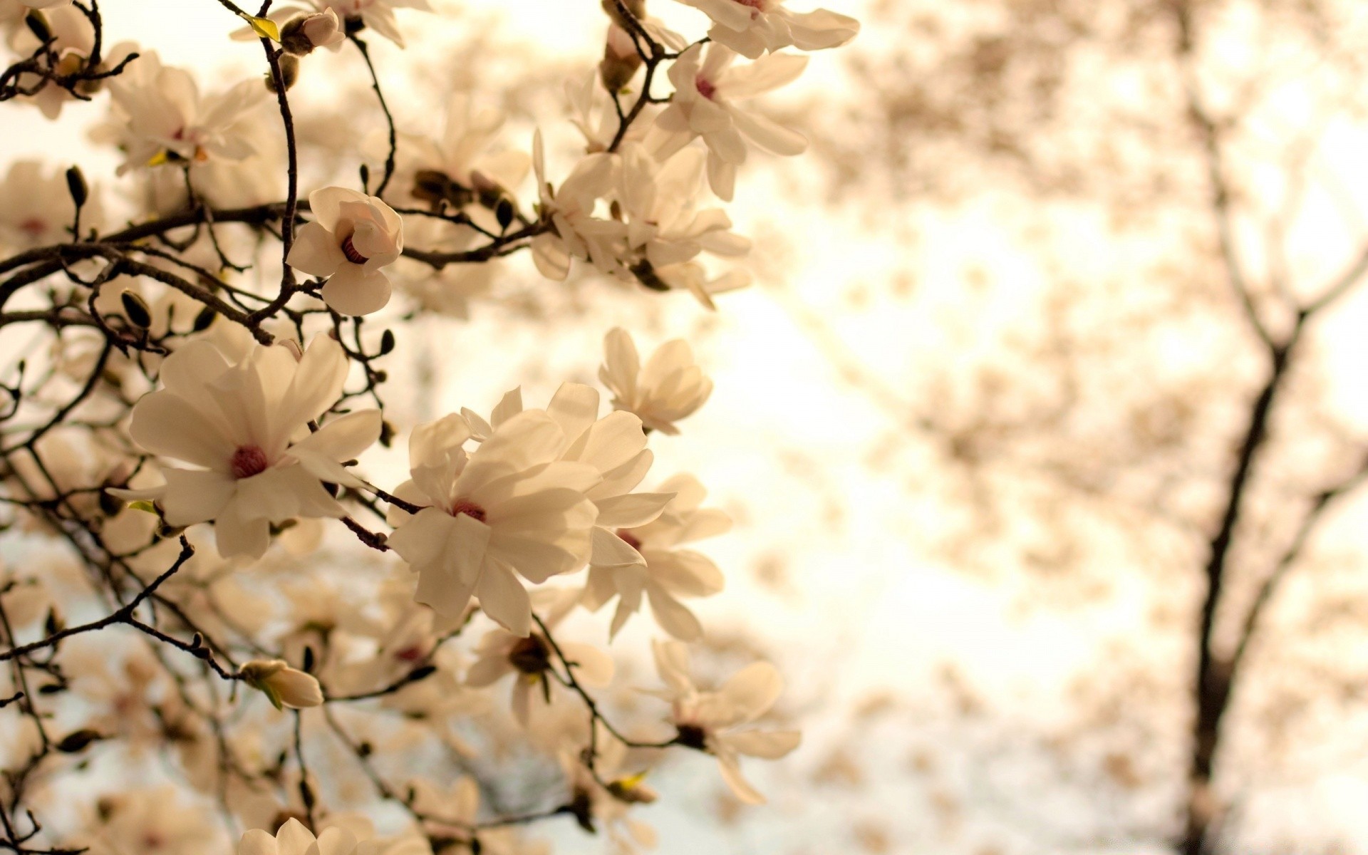 primavera naturaleza cereza flor árbol flora rama hoja brillante temporada crecimiento verano buen tiempo al aire libre jardín primer plano