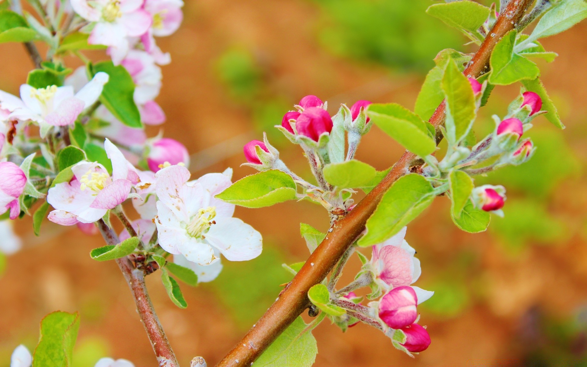 primavera flor naturaleza flora jardín hoja árbol rama floración temporada pétalo floral crecimiento primer plano verano manzana brillante color al aire libre parque