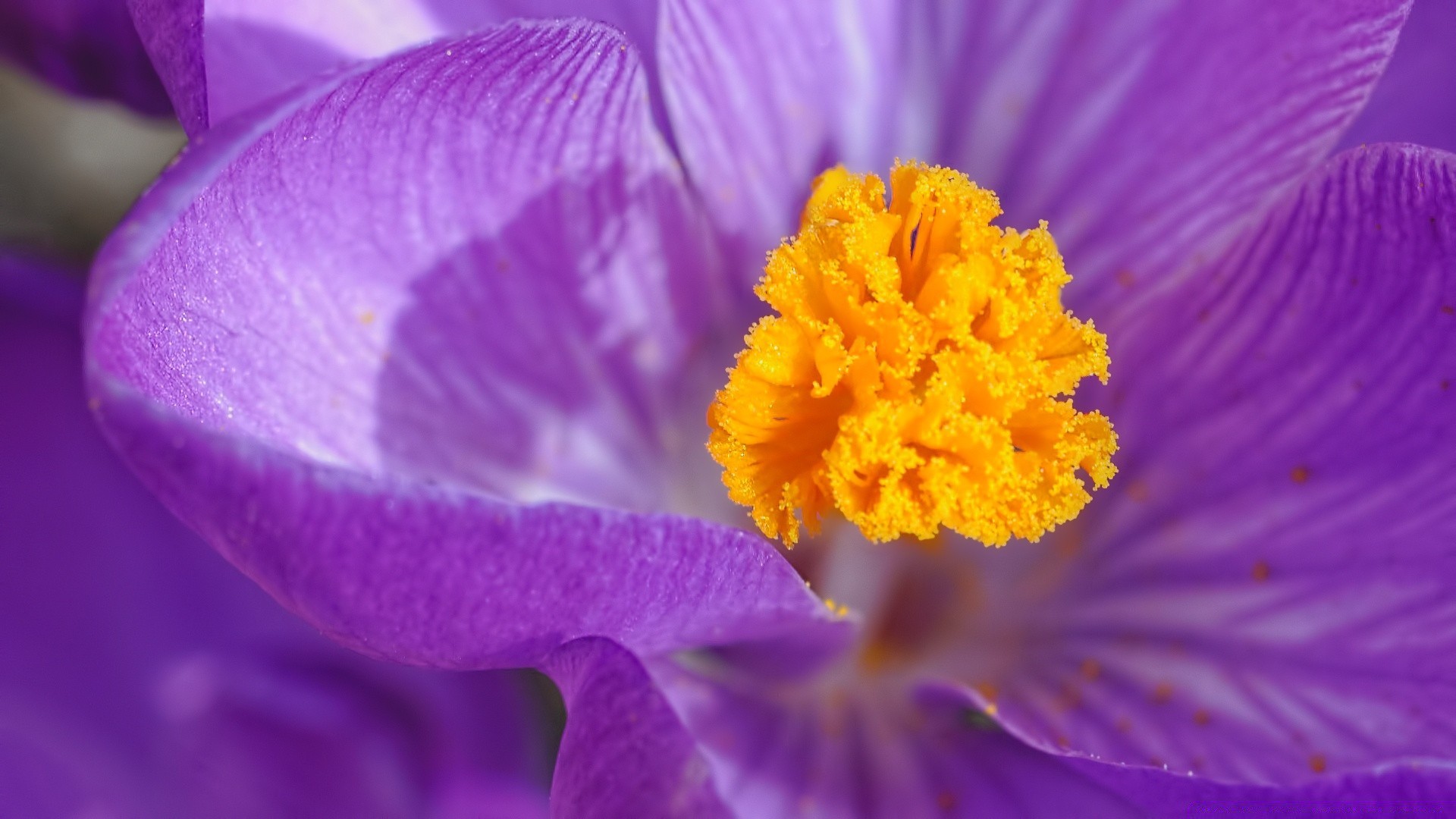 wiosna kwiat natura flora ogród liść lato kolor płatek bluming rozmycie violet delikatny zbliżenie jasny