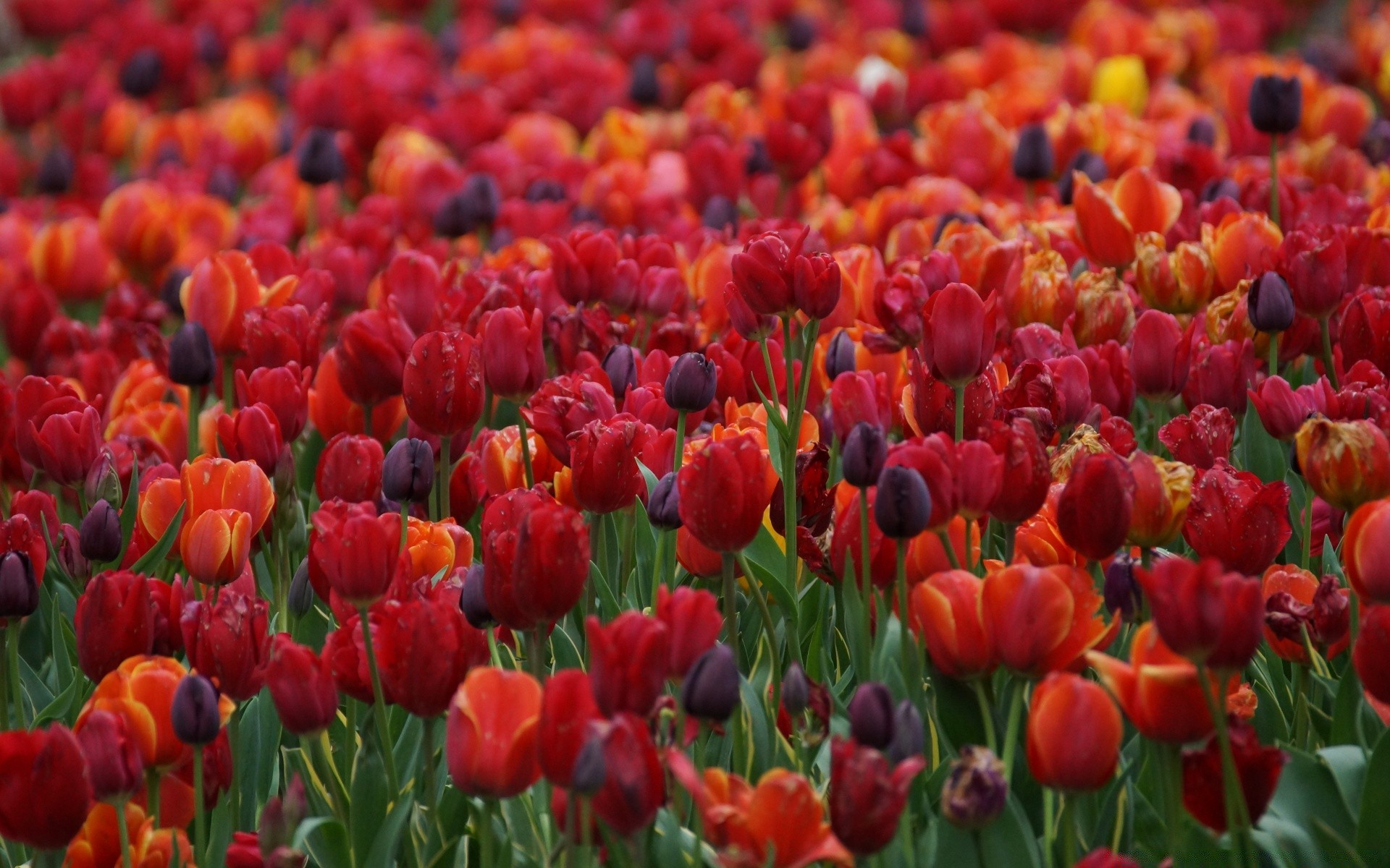 printemps tulipe fleur jardin nature flore floral couleur champ feuille lumineux pétale bluming été parc lumineux lampe saison en plein air herbe