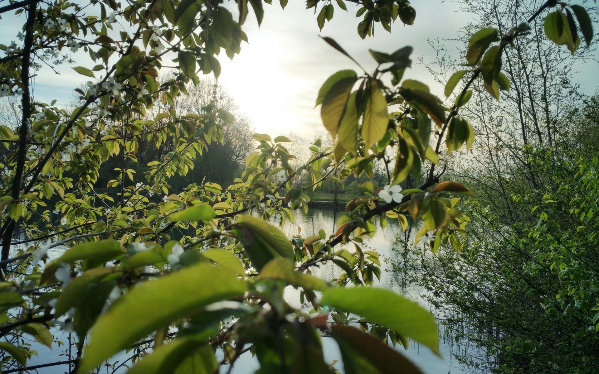 primavera árvore folha natureza agricultura frutas flora ao ar livre ramo crescimento comida crescer bom tempo verão jardim fazenda temporada cor madeira frescura