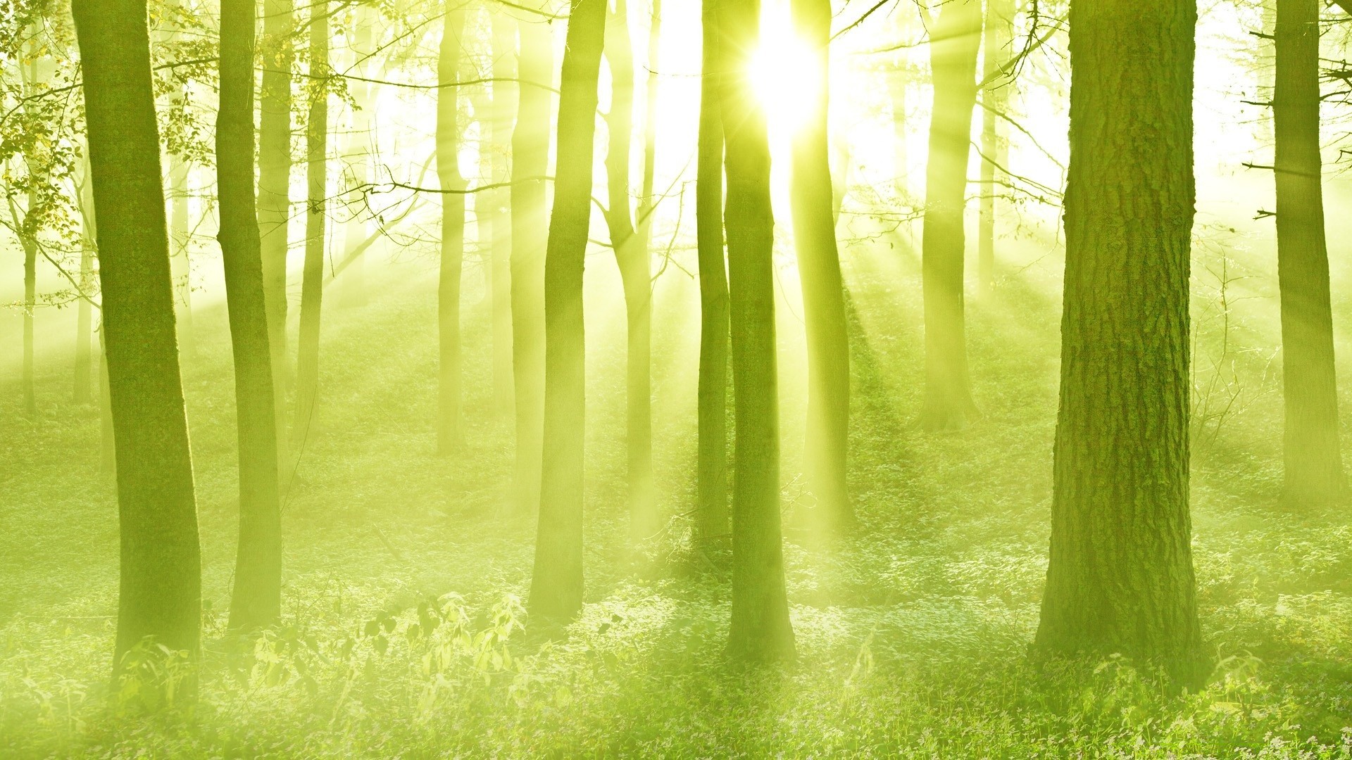 primavera legno natura alba sunbim foglia sole bel tempo nebbia paesaggio nebbia estate erba crescita luminoso autunno all aperto albero campagna lussureggiante