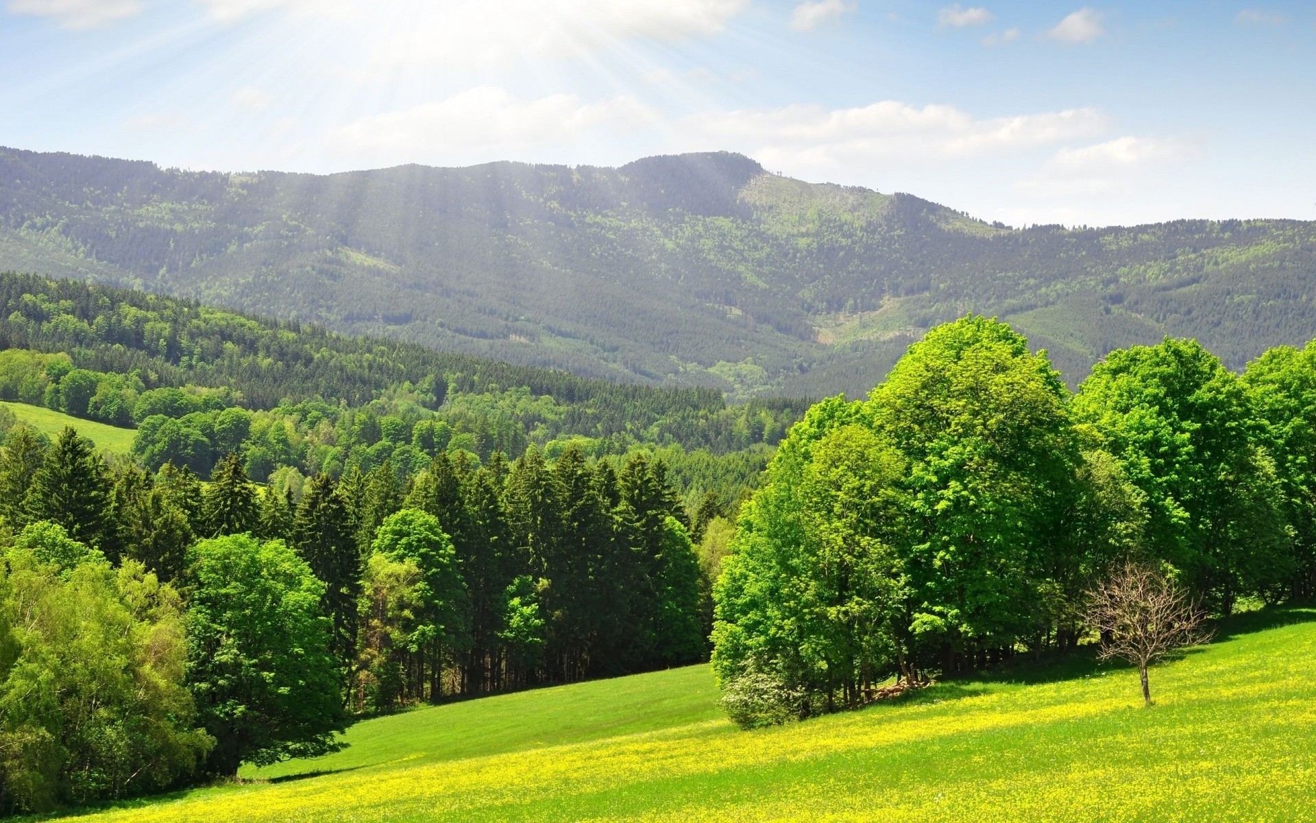 wiosna krajobraz drzewo natura drewno wzgórze trawa na zewnątrz lato malownicze wiejskie wiejskie góry podróże sianokosy niebo spektakl idylla krajobrazy środowisko